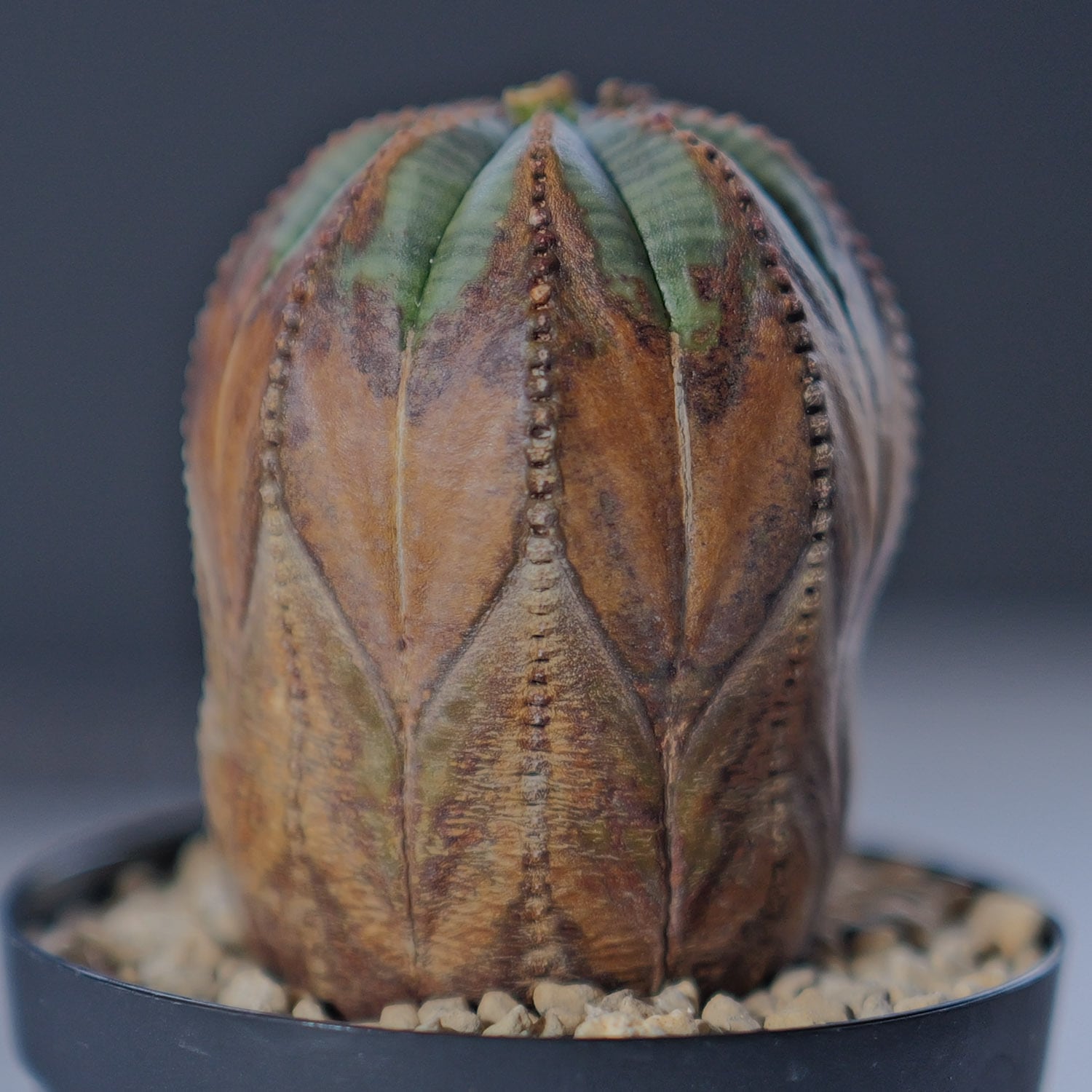 厳選株】 超美模様 木質化 マウンテン オベサ / ユーフォルビア