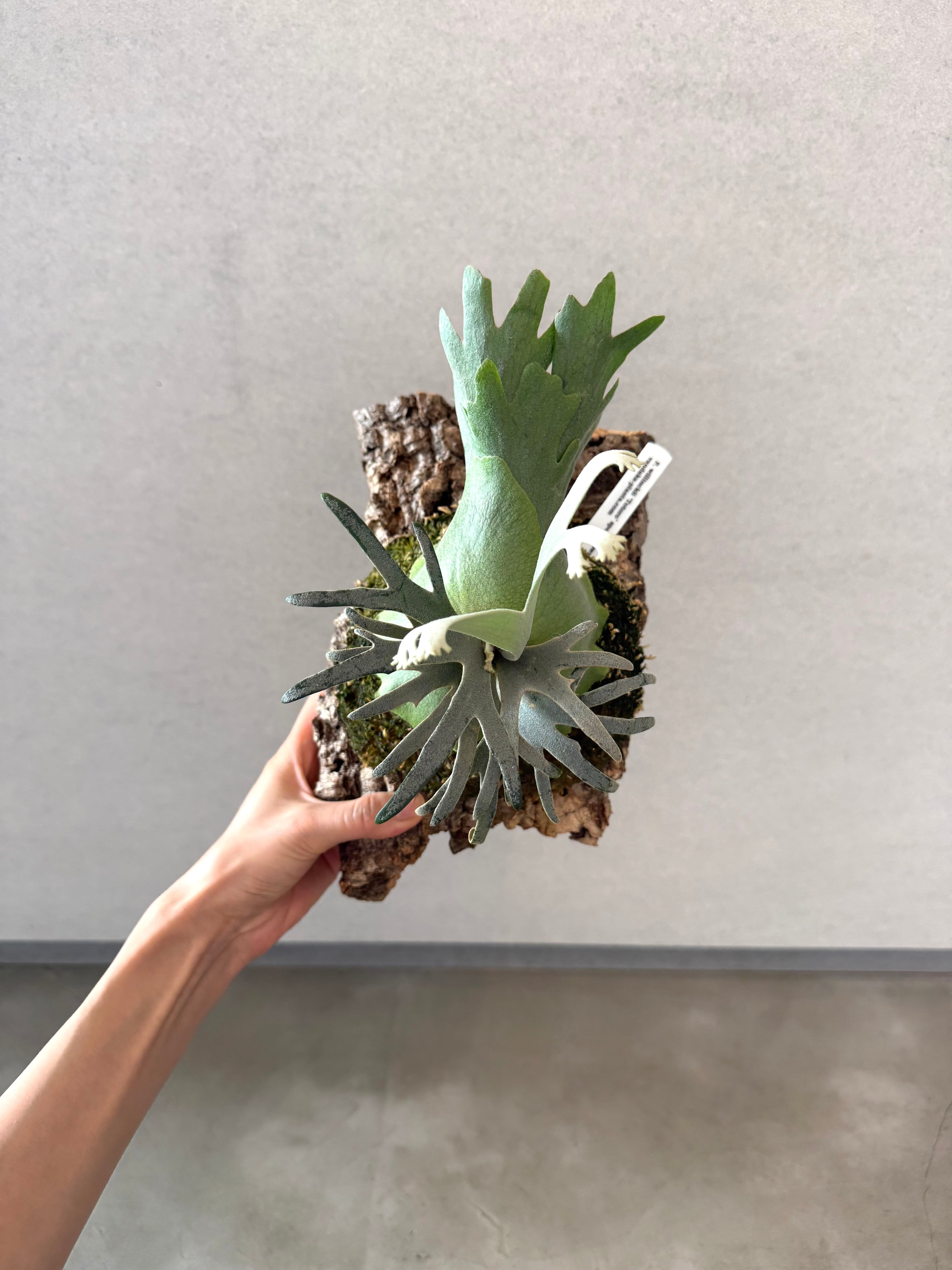 Platycerium_ビカクシダ | vandaka plants