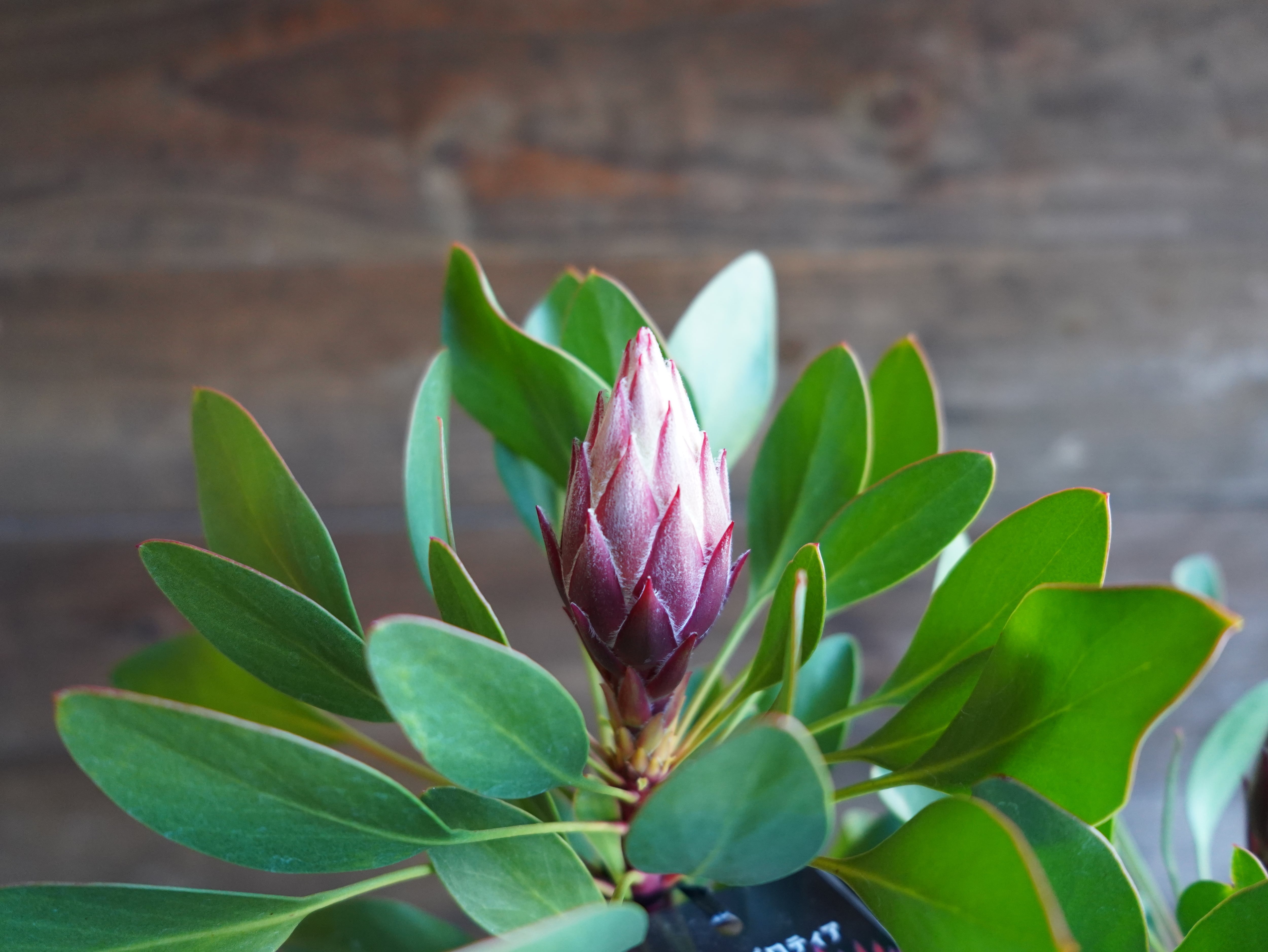 【現物】プロテア　”リトルプリンス”　B