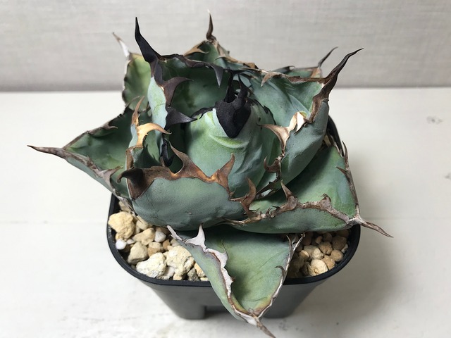 アガベ チタノタ 'ブラックアンドブルー'