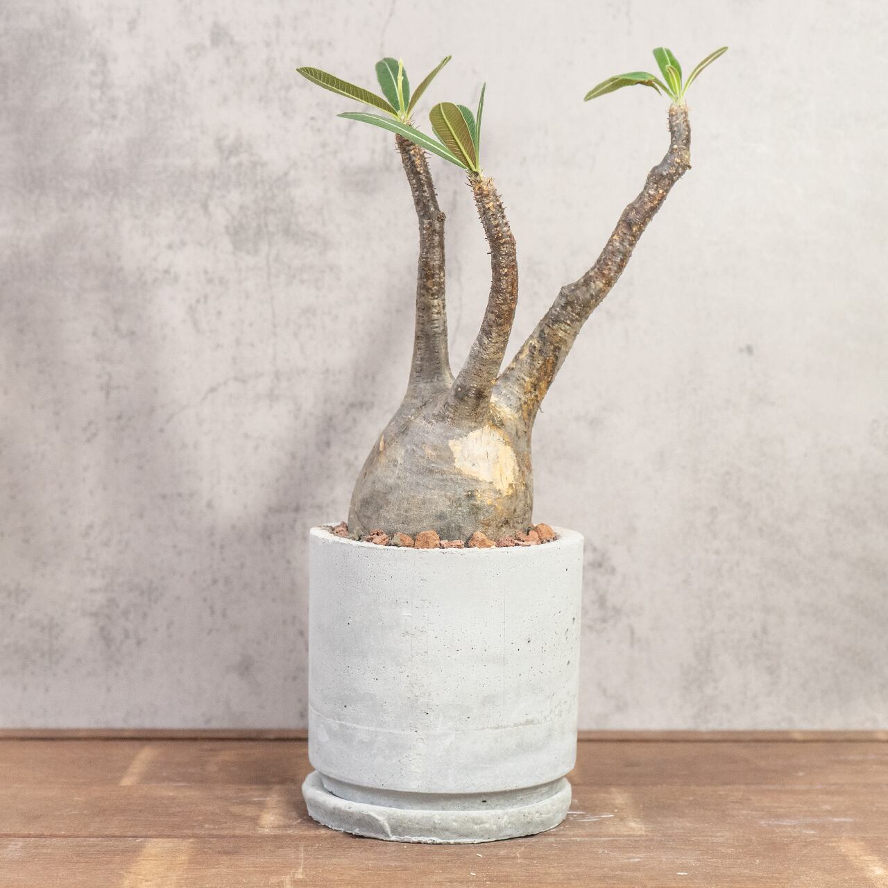 パキポディウム・グラキリス(胴回り約30㎝)|大株ならではの圧倒的ボリュームと造形美【現地株/発根済/手作りモルタル鉢】