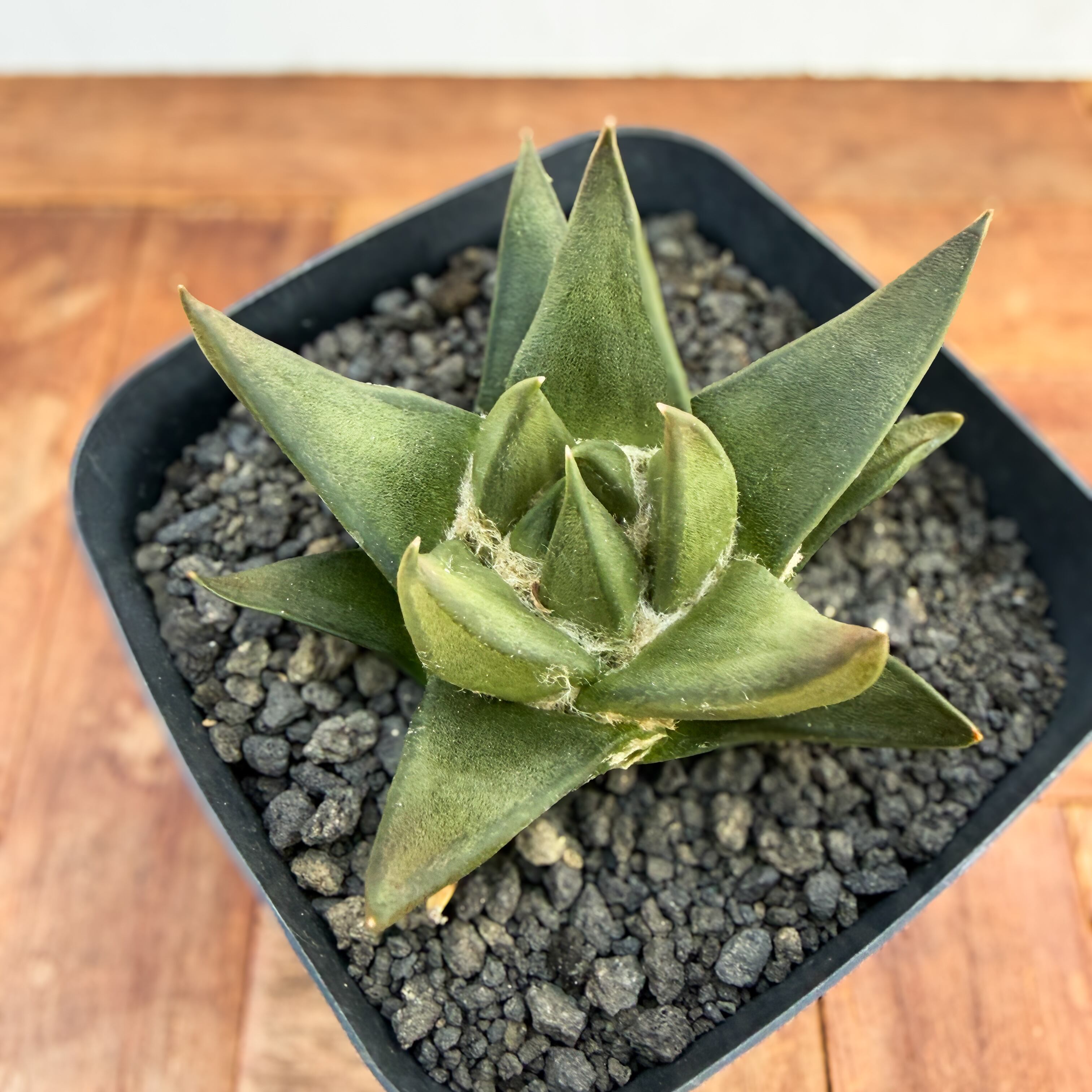 Ariocarpus trigonus 【アリオカルプス・短疣三角牡丹・実生