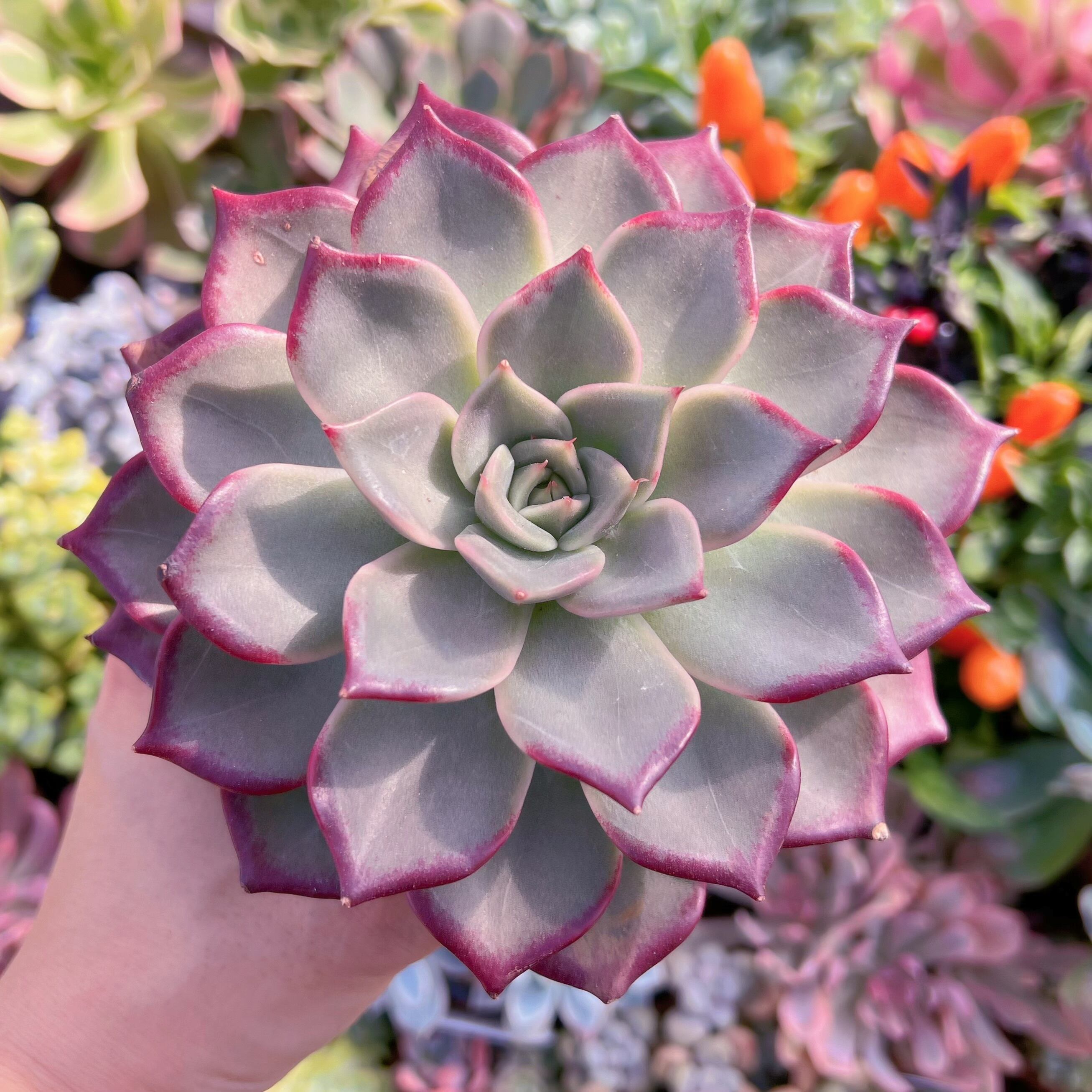 現物　ケラン#687   特大   るる農園