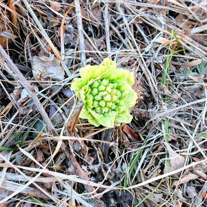 一輪のフキノトウ　A single butterbur