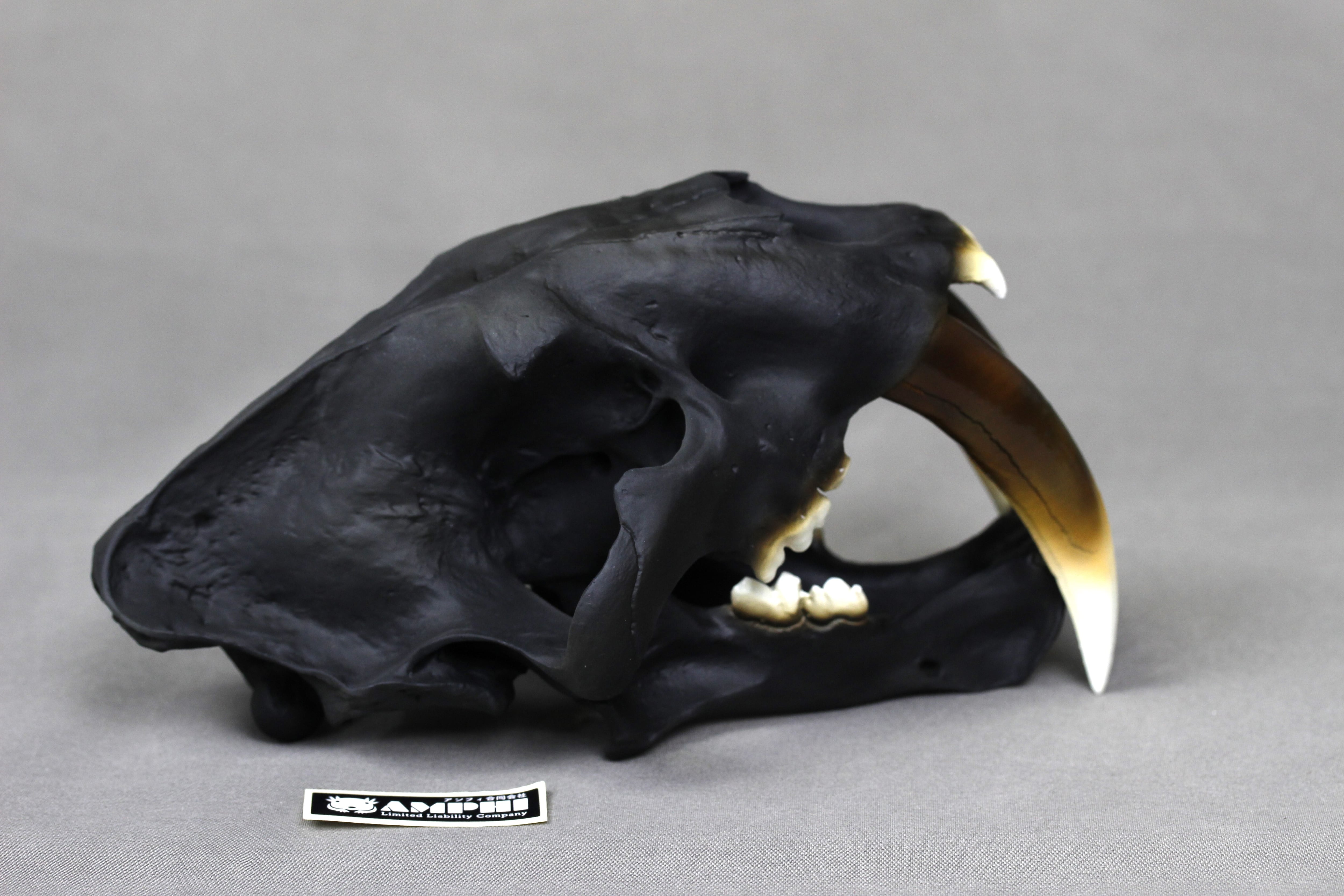 サーベルタイガー 頭骨レプリカ2分の1サイズ【 スミロドン Smilodon
