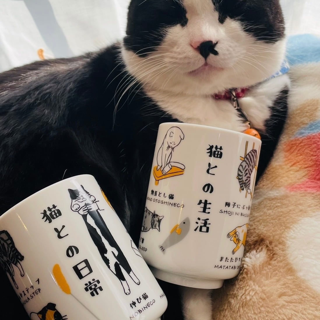 ゆのみ| 猫 ねこ ネコ 猫雑貨 猫グッズ かわいい プレゼント 贈り物 おうち時間 おうちカフェ
