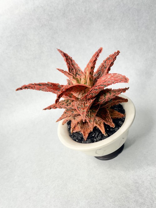 アロエ・ハイブリッドセレクト