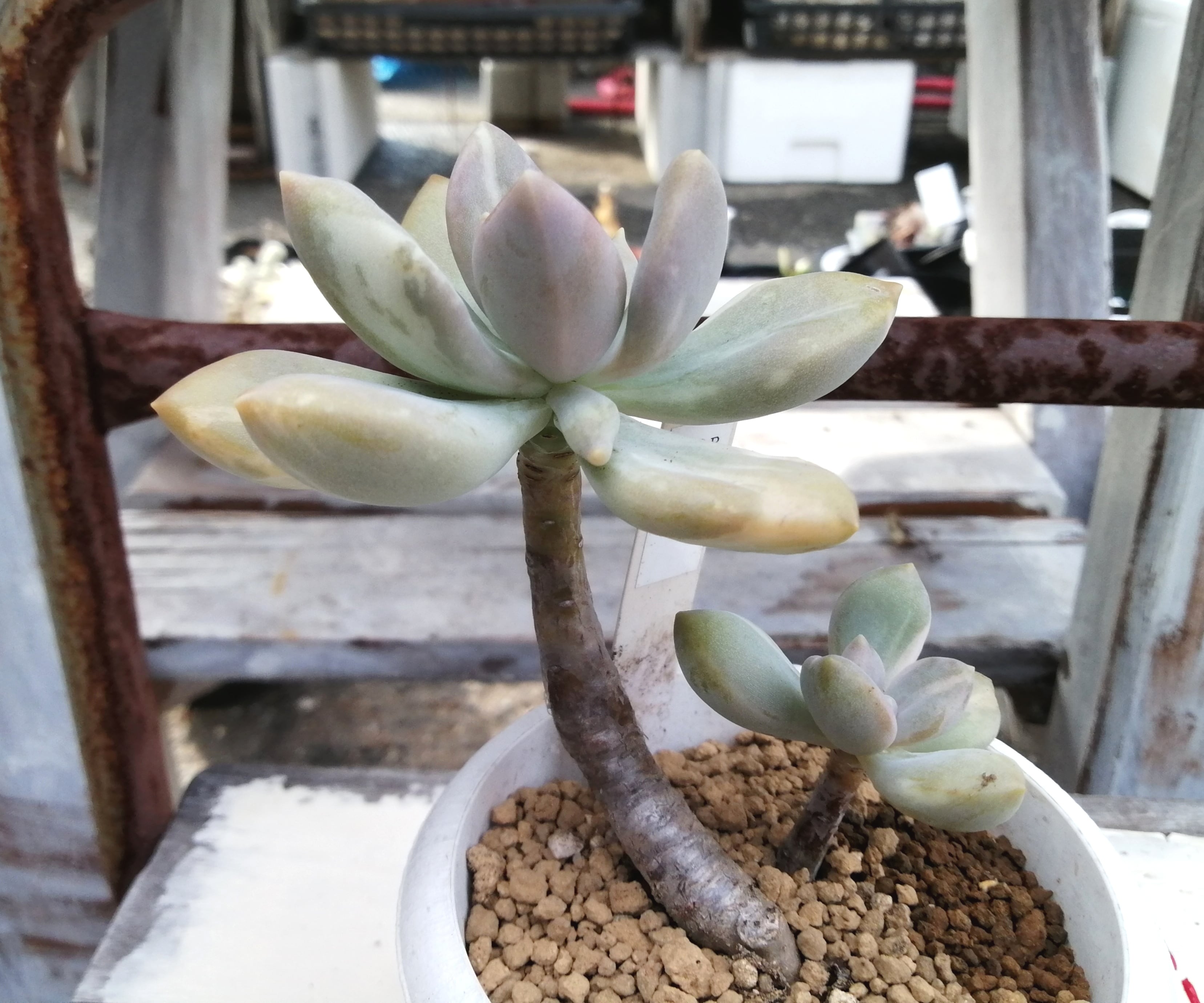石蓮花錦(韓国苗) | RuPo 多肉植物専門店