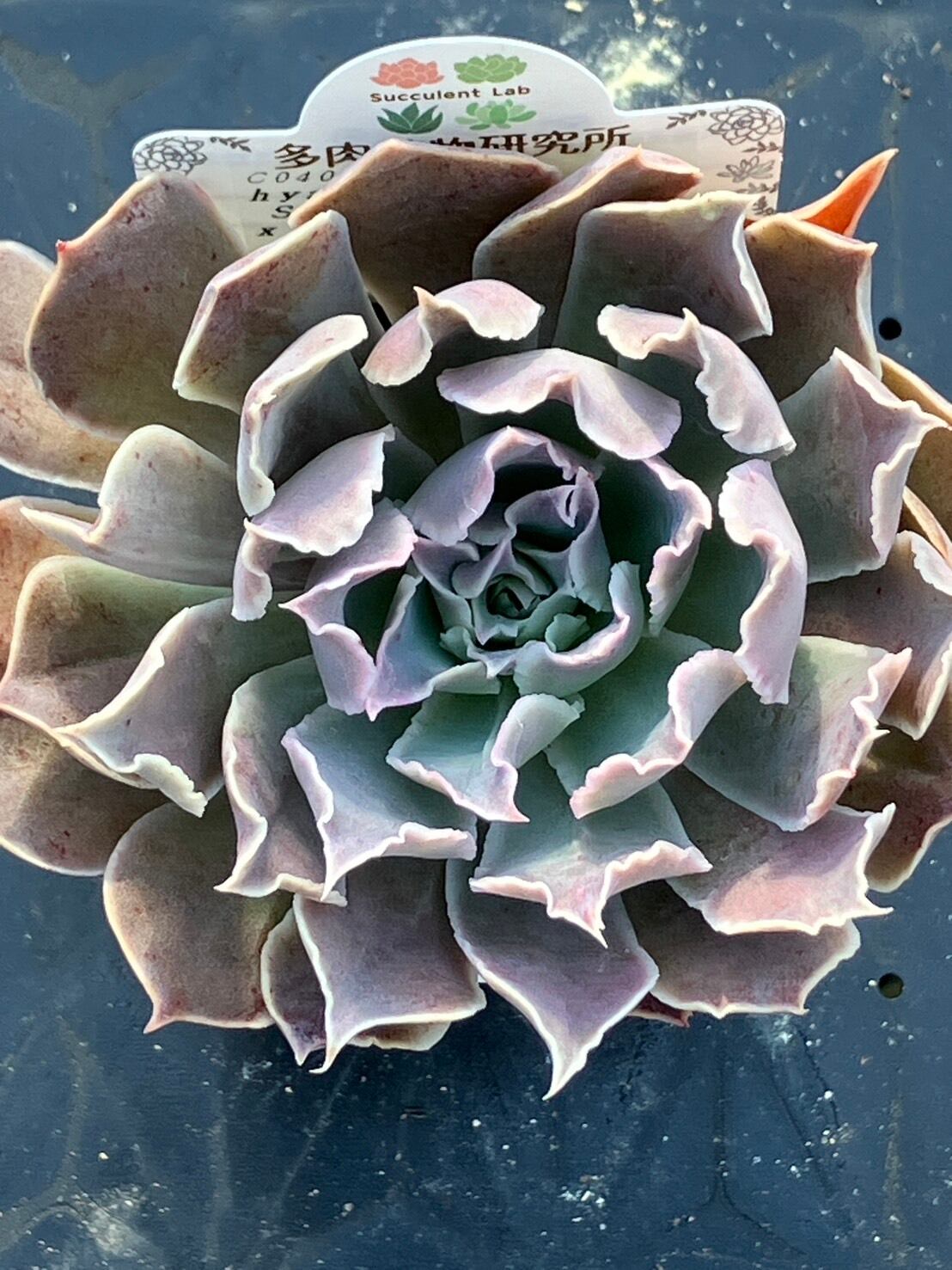 現物商品】ケーレス実生混入種 | 多肉植物研究所