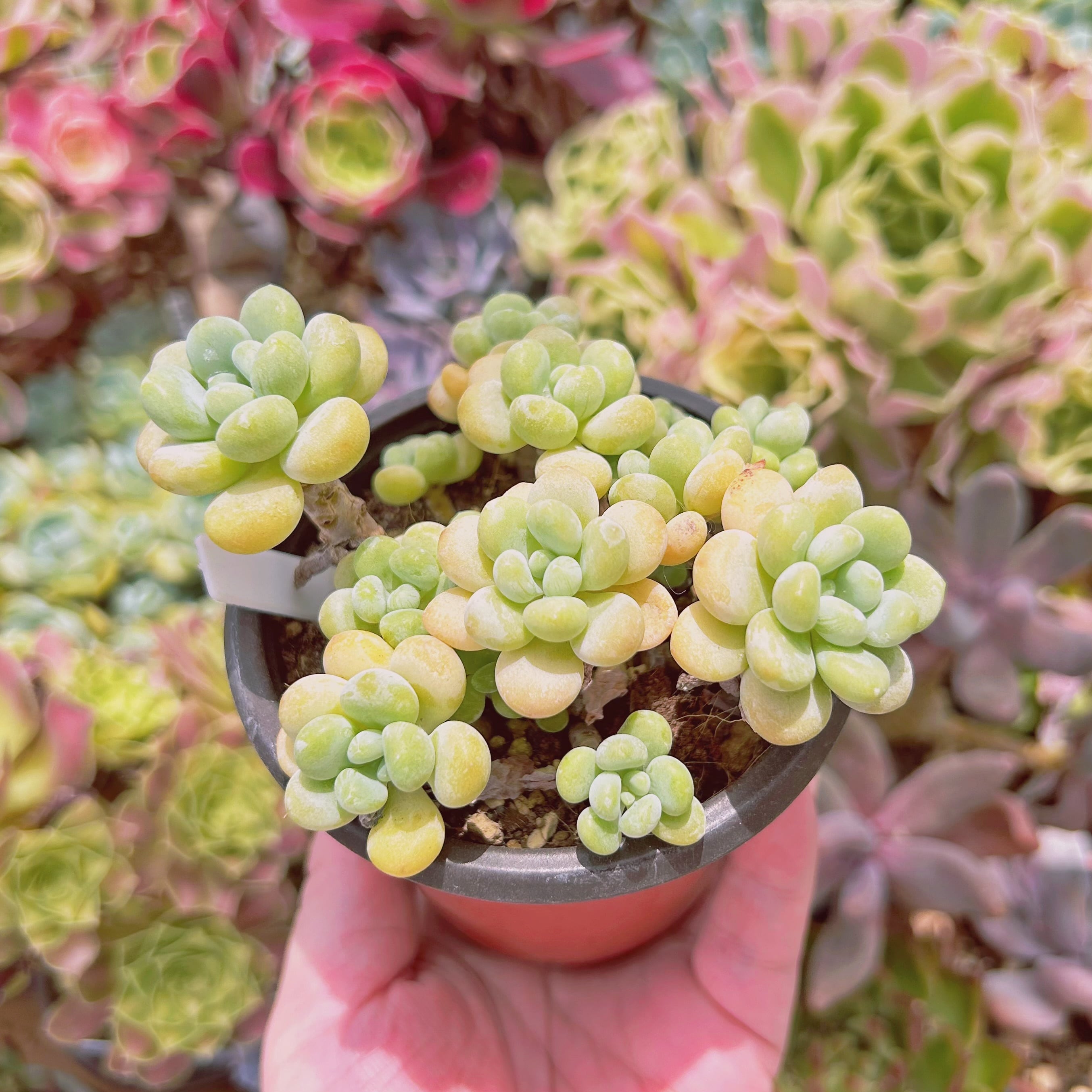 現物 多肉植物 ストロベリーミルク 特大 抜き苗 | Pay ID