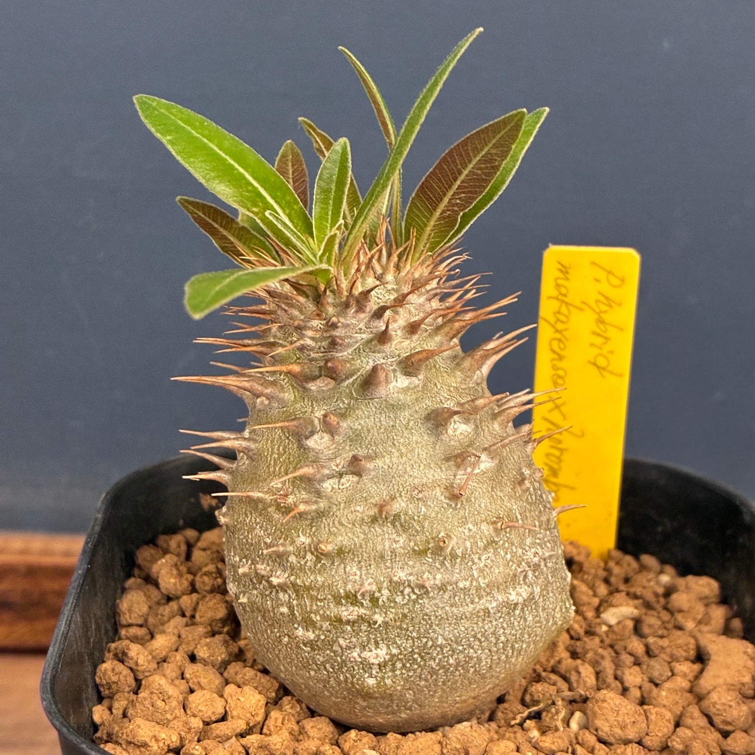 新着3日限定10%OFF】 パキポディウム グラキリス【785】 | PROTOLEAF