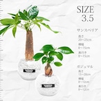 Gravel Plantsガジュマル パキラ白砂利ガラスボール 2点セット