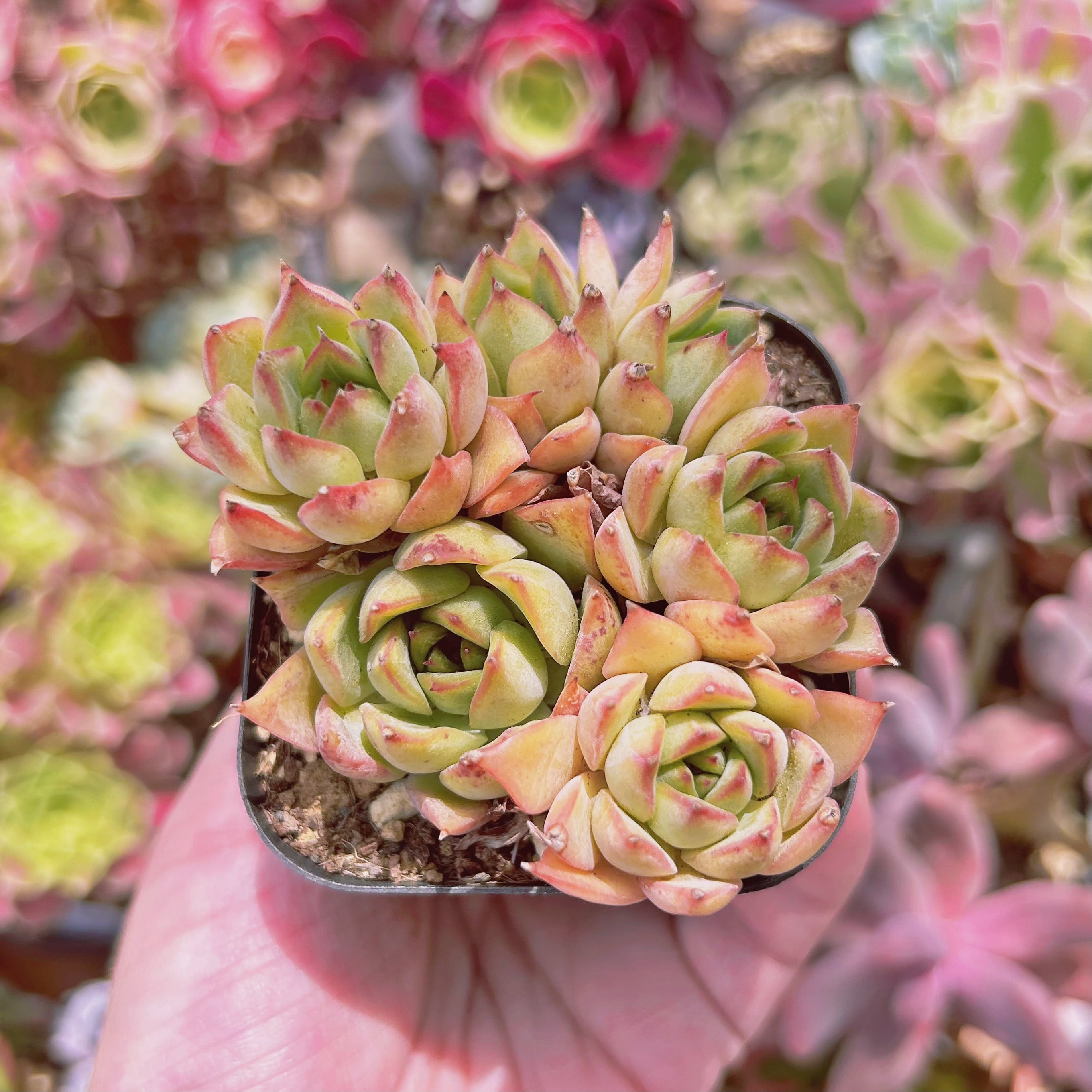 #849現物　多肉植物　ムーンゴッデス　抜き苗