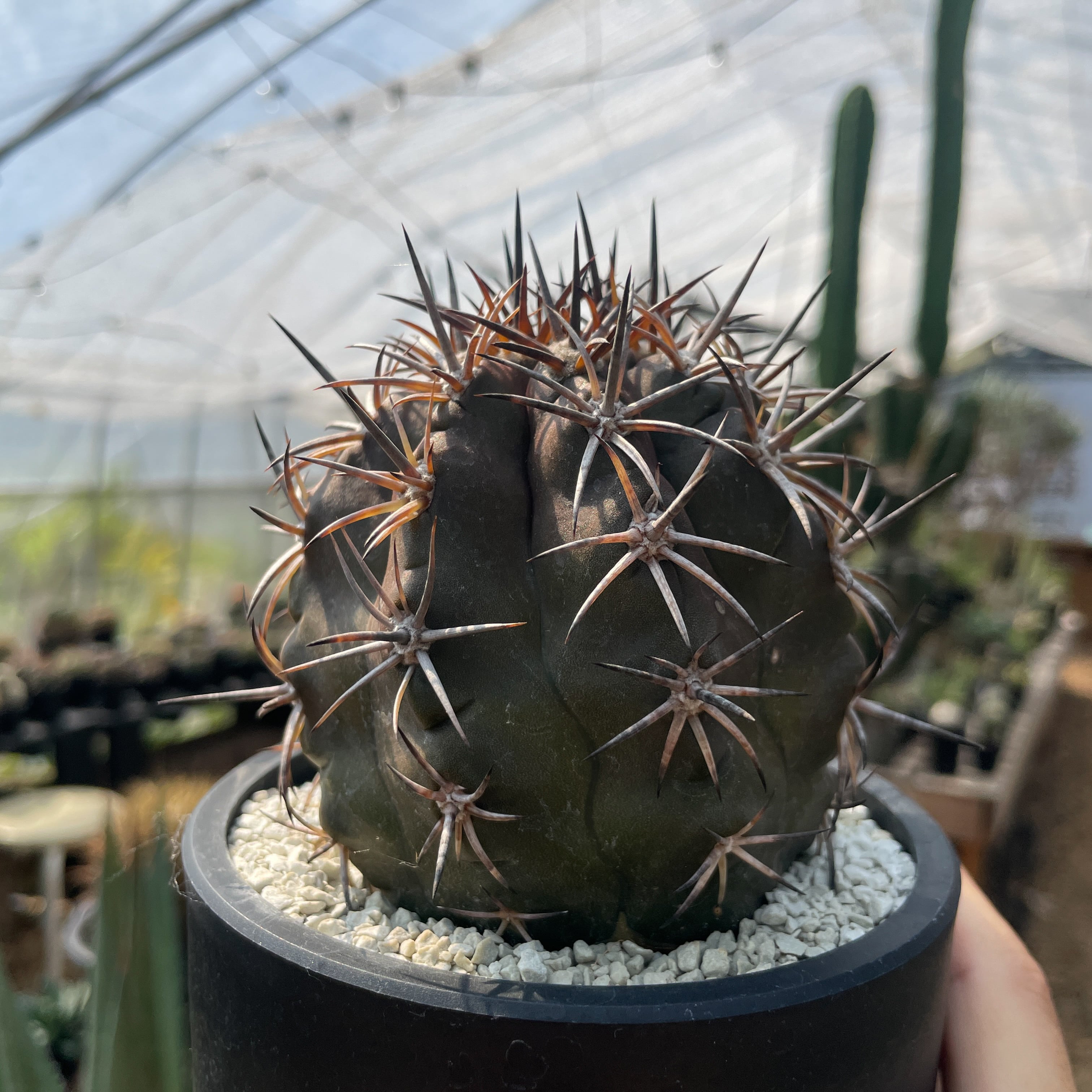 コピアポア デュラ 銅鑼丸 実生 Copiapoa dura【コピアポア・デュラ・銅羅丸・実生】 | RIMO'S
