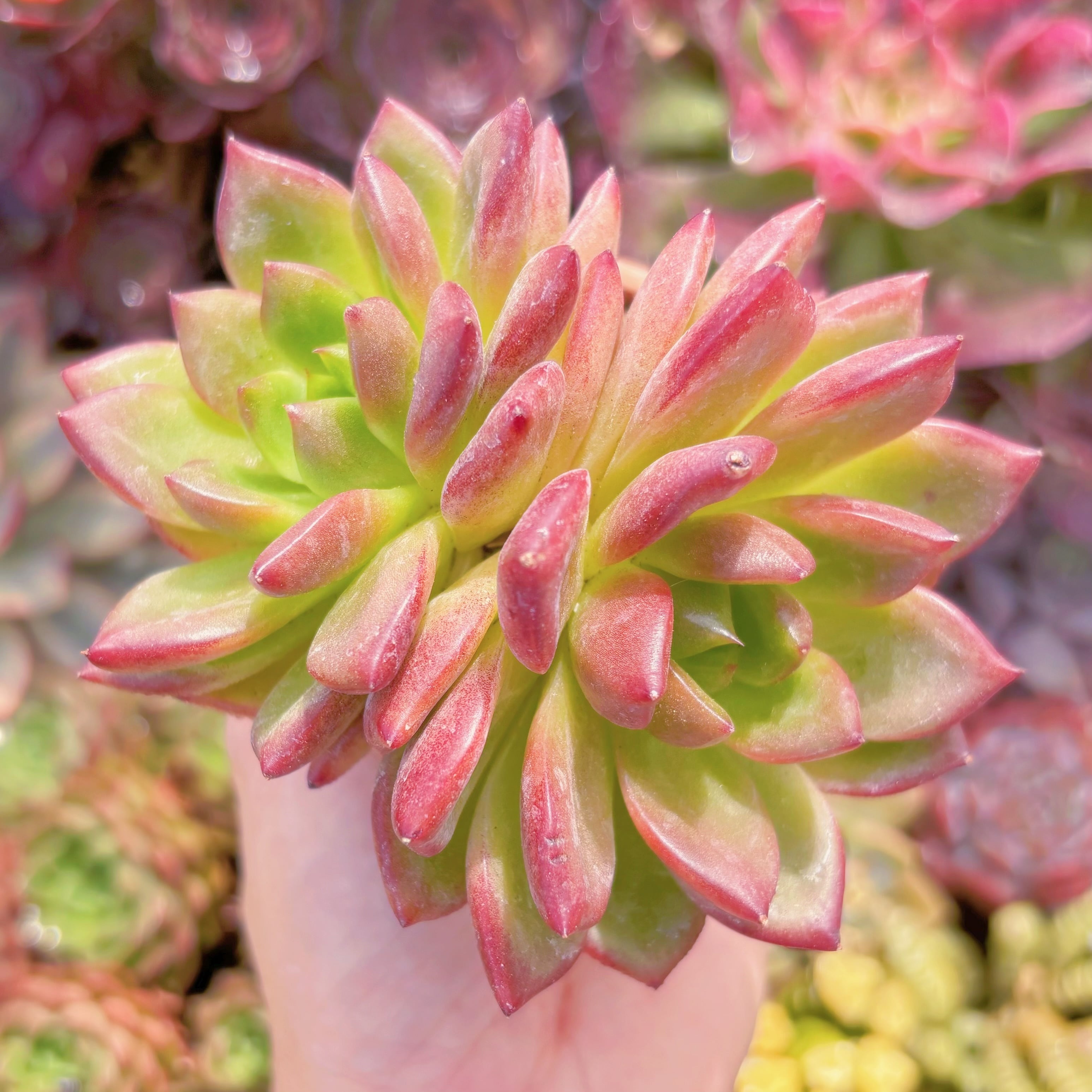 現品　シャンペーンxルビン#1180　るる農園