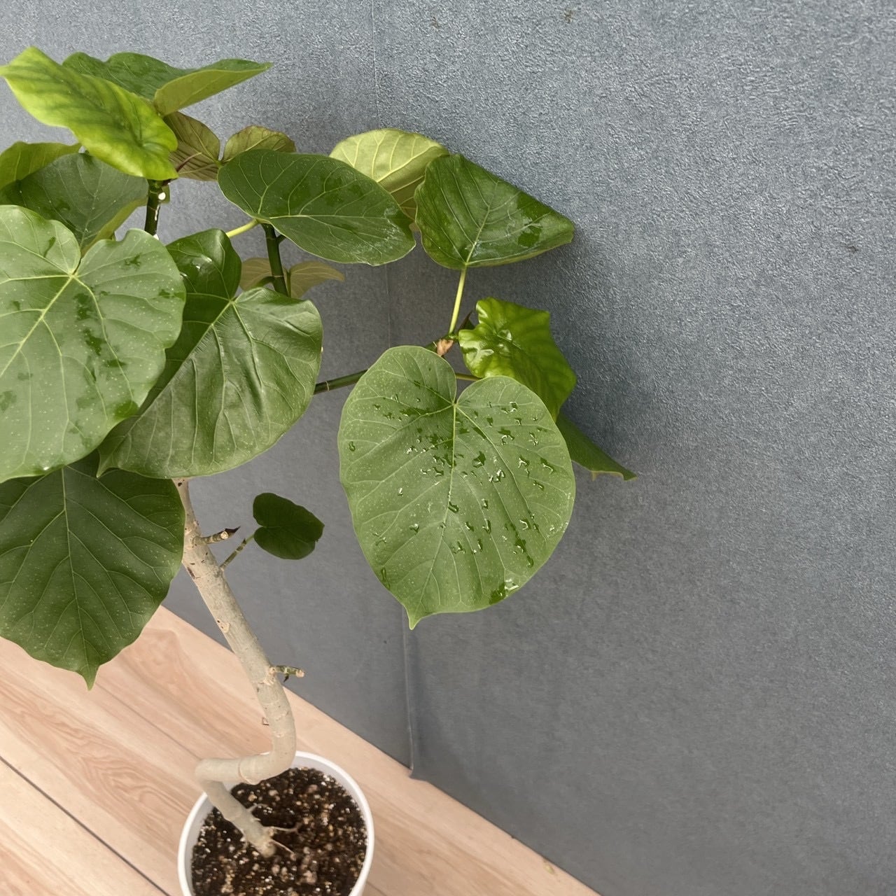 ［現品］18番　フィカス　ウンベラータ　曲がり　7号　観葉植物　室内　ゴムの木 現品］M フィカス ウンベラータ 曲がり 7号 観葉植物 室内 ゴムの木