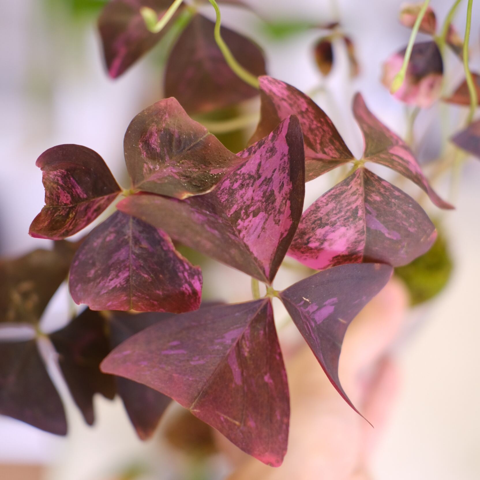 Oxalis triangularis variegated｜オキザリス トライアングラリス