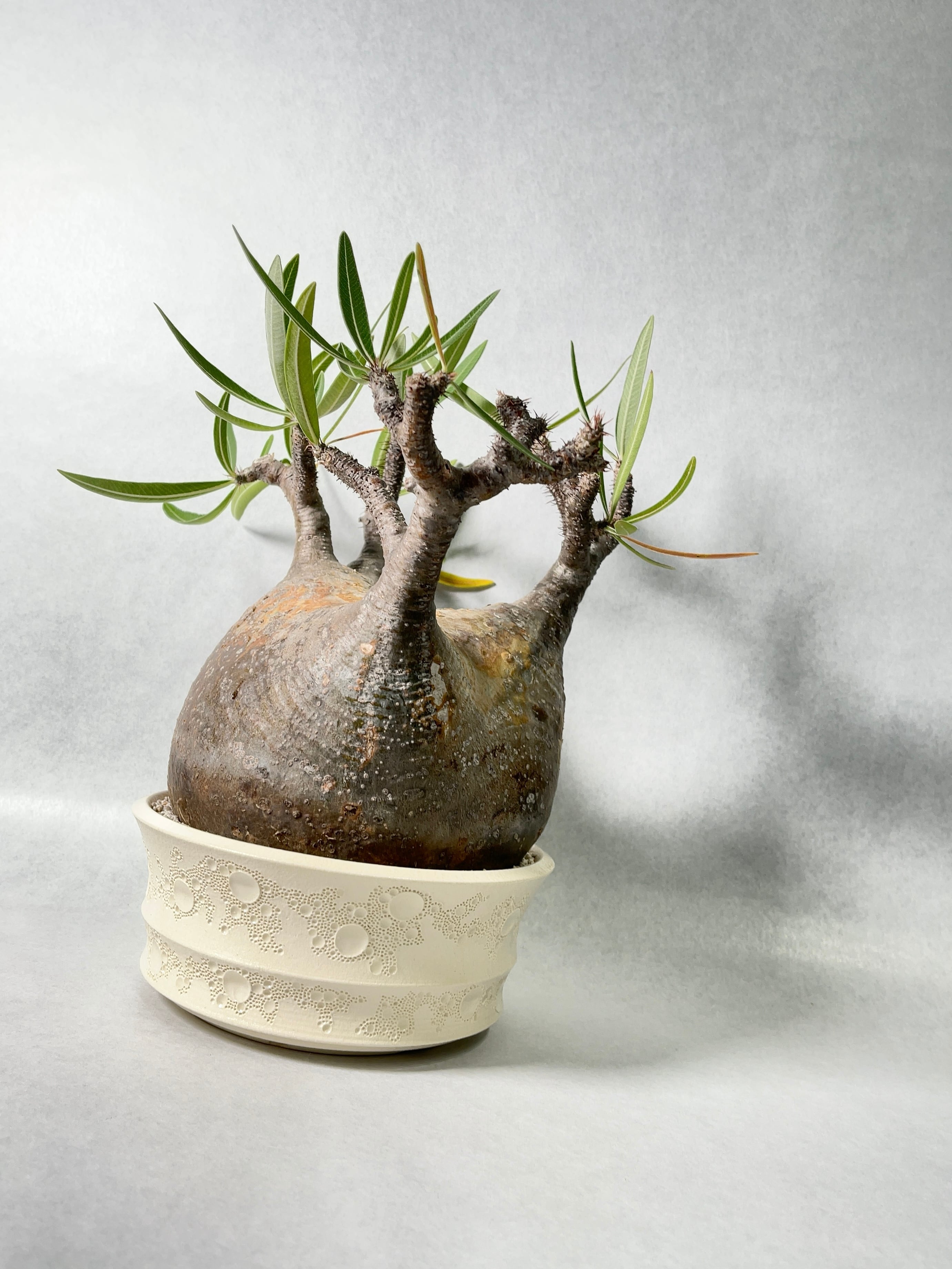 パキポディウム・グラキリス | trigger