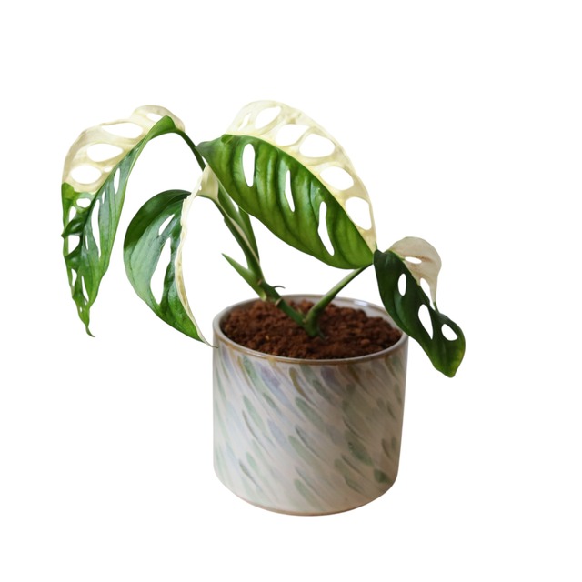 モンステラ アダンソニー斑入り（30cm）