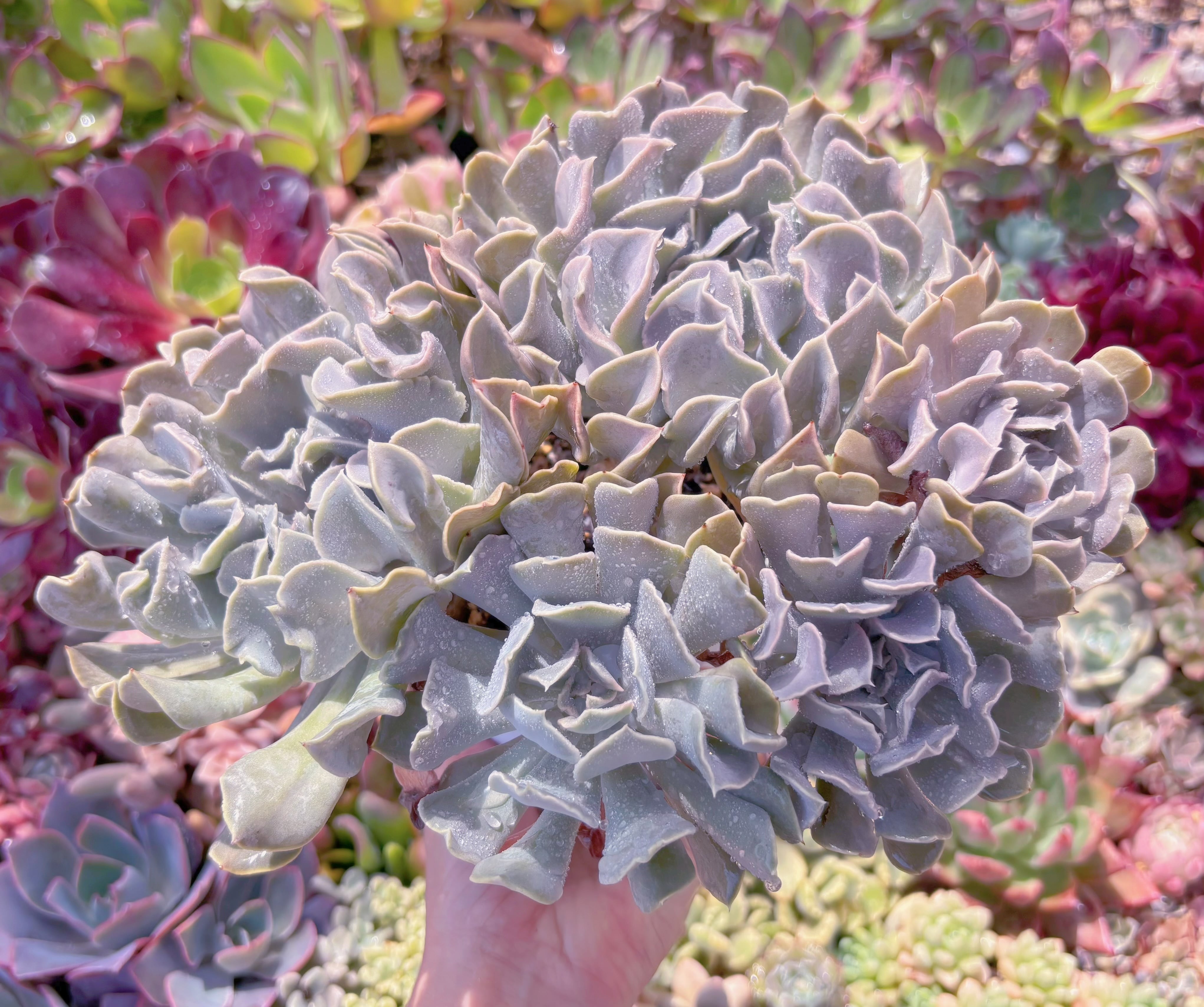 現品 スワンレイク#683 特特大群生 新入荷 | るる農園~多肉植物専門