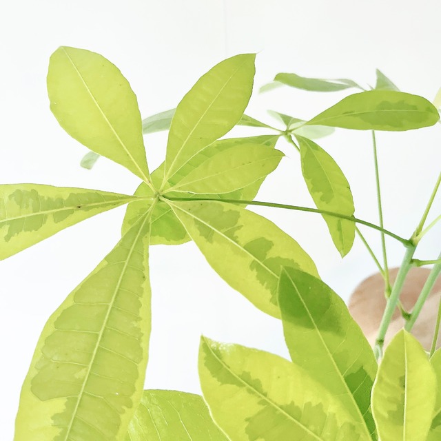 《希少》パキラ ムーンライト アートストーンポット 観葉植物 calm cafe