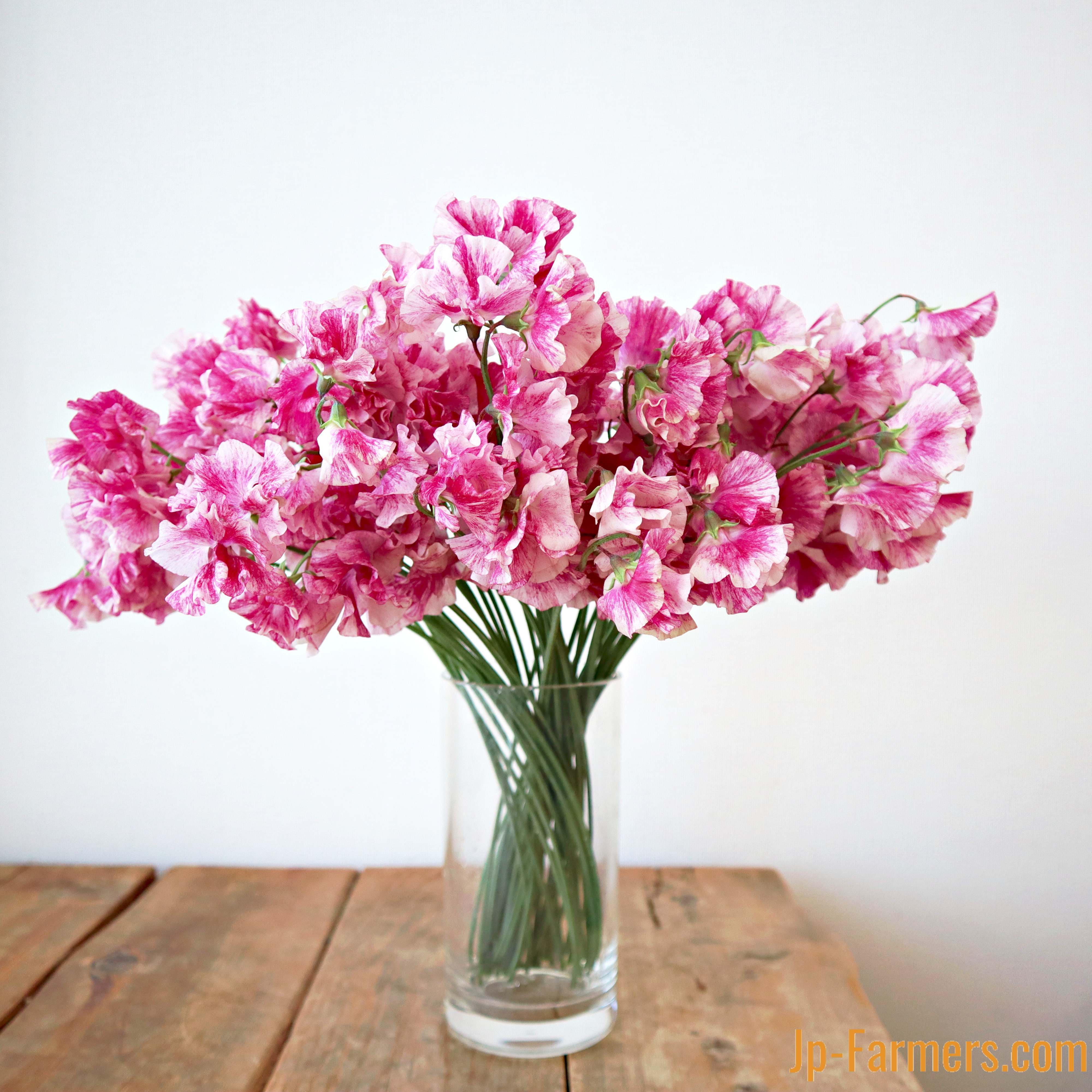 スイートピー | 新鮮お花問屋 Jp-Farmers.com