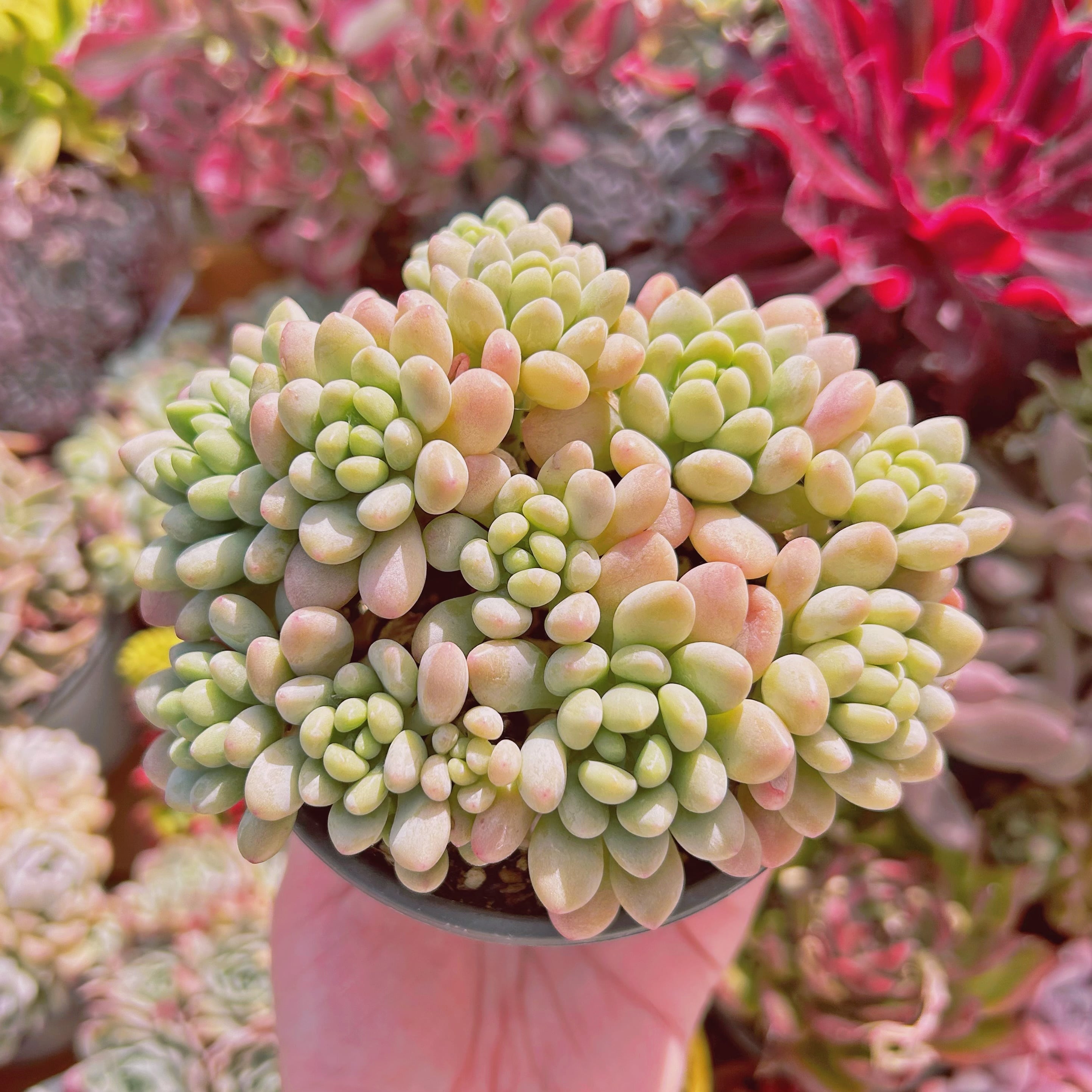 #887現物　多肉植物　ロココ　大群生