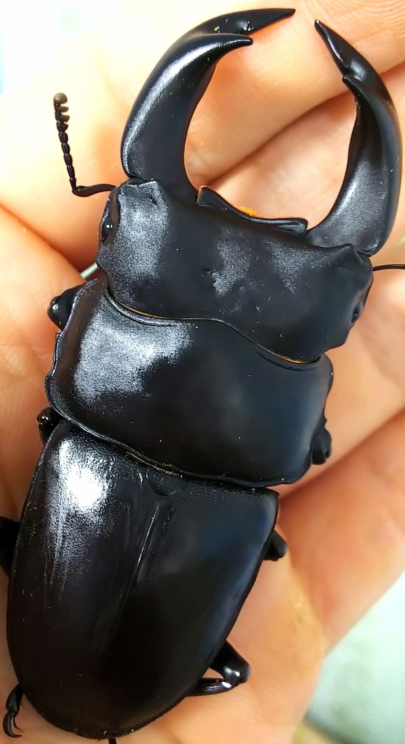 極太血統】阿古谷産 国産オオクワガタ X-DATHアウトライン 新成虫ペア