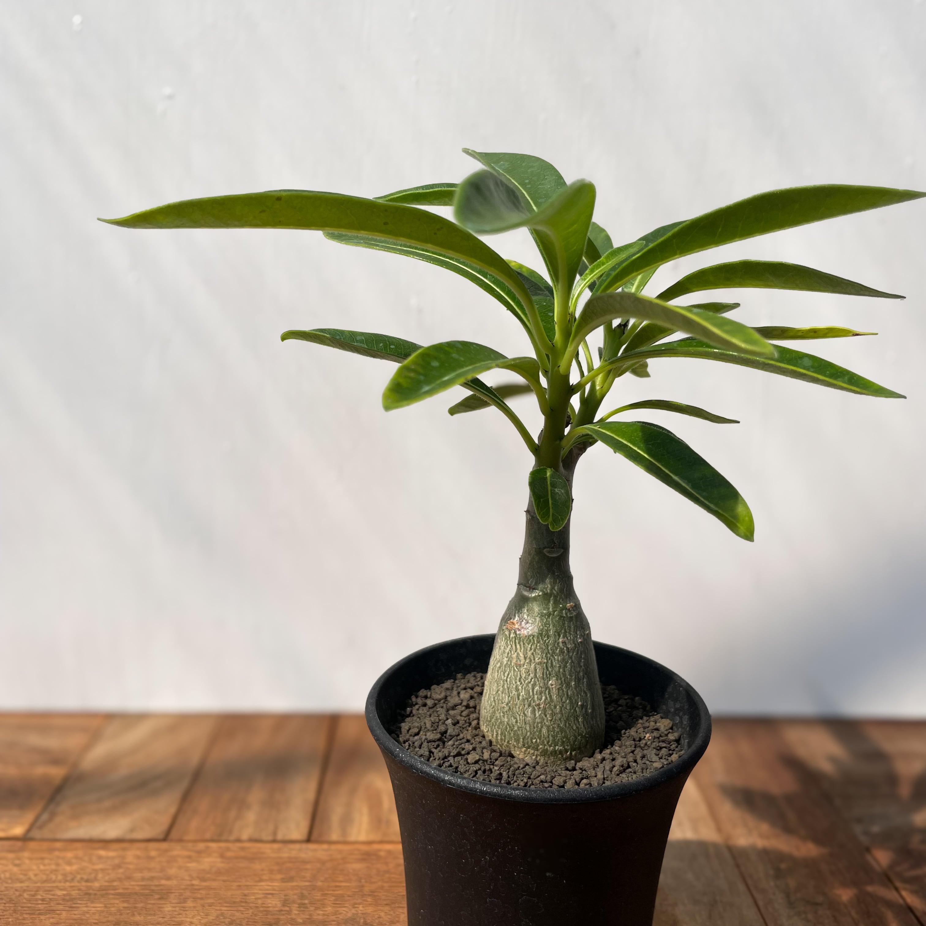 【希少種】パキポディウム デカリー Pachypodium Decaryi【パキポディウム・デカリー・実生】 | RIMO'S