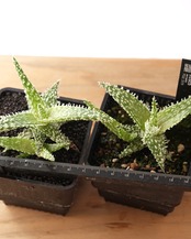 抜き苗 アロエ ゴジラ Aloe 'Godzilla'