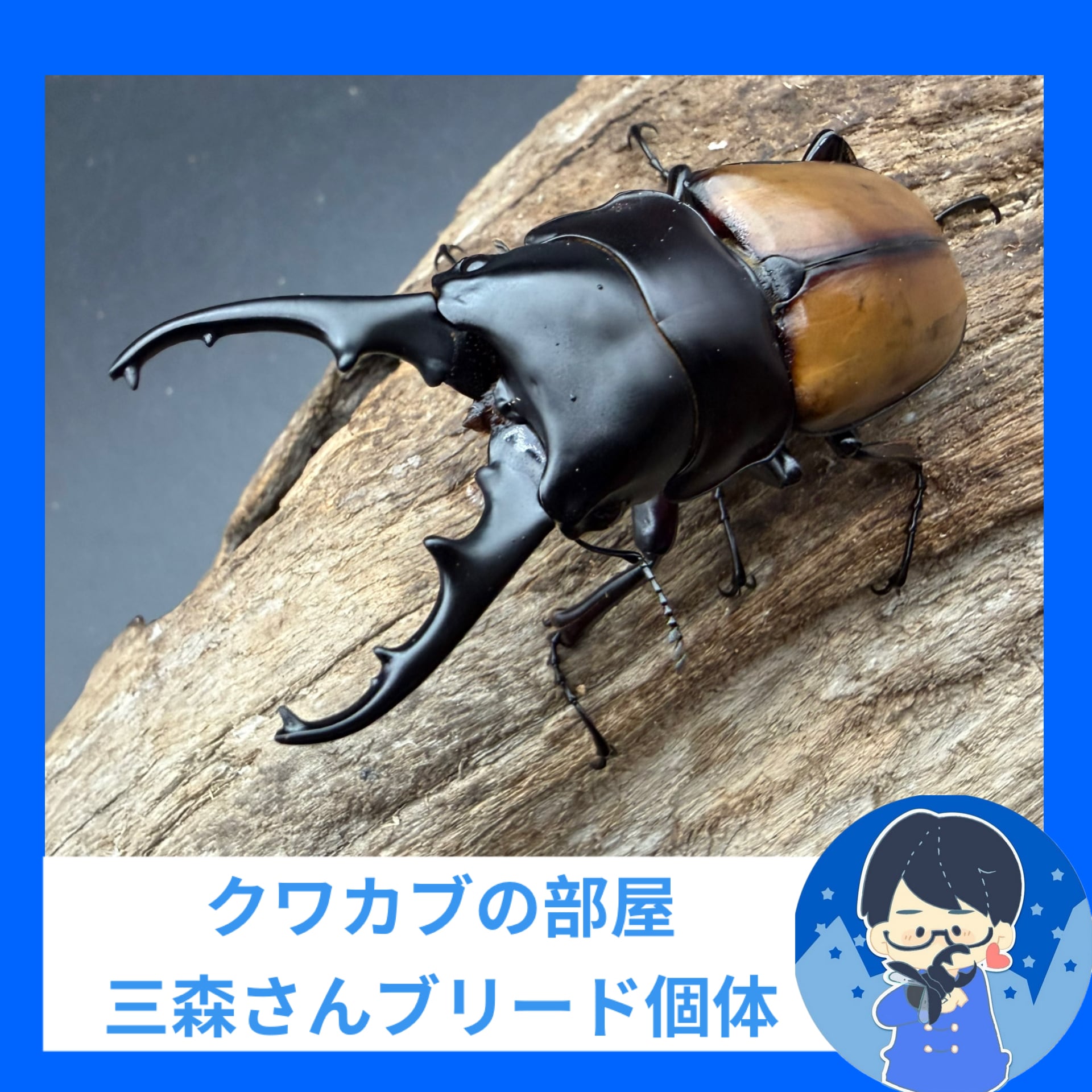 標本】天翅済み《オオキバヘビトンボ 中国産 開翅15cm前後》① | KPW