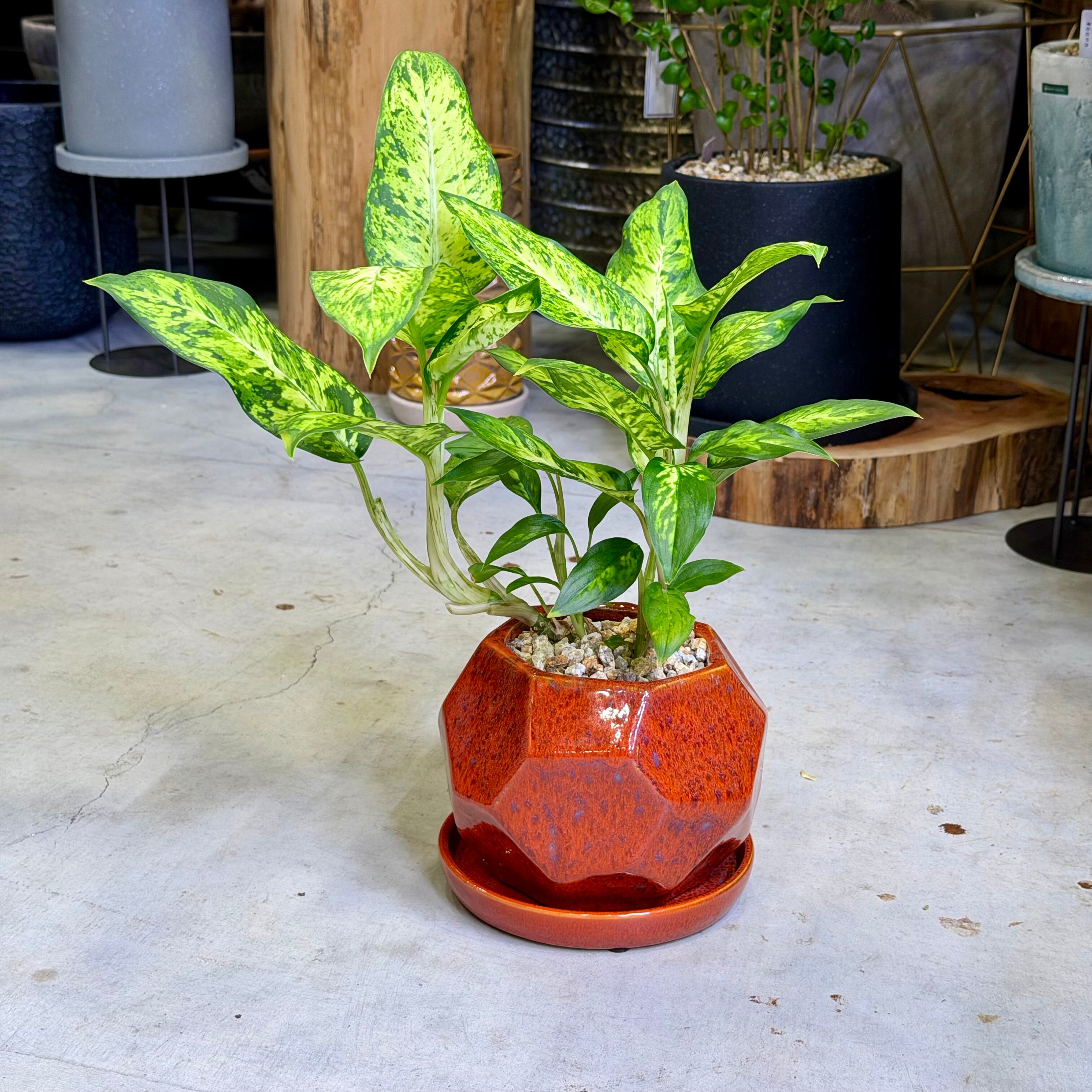 ヒドノフィツム・パプアナム | Pay ID