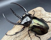 【WD】《ジャワコーカサスオオカブト 104.5mm A'品ペア》