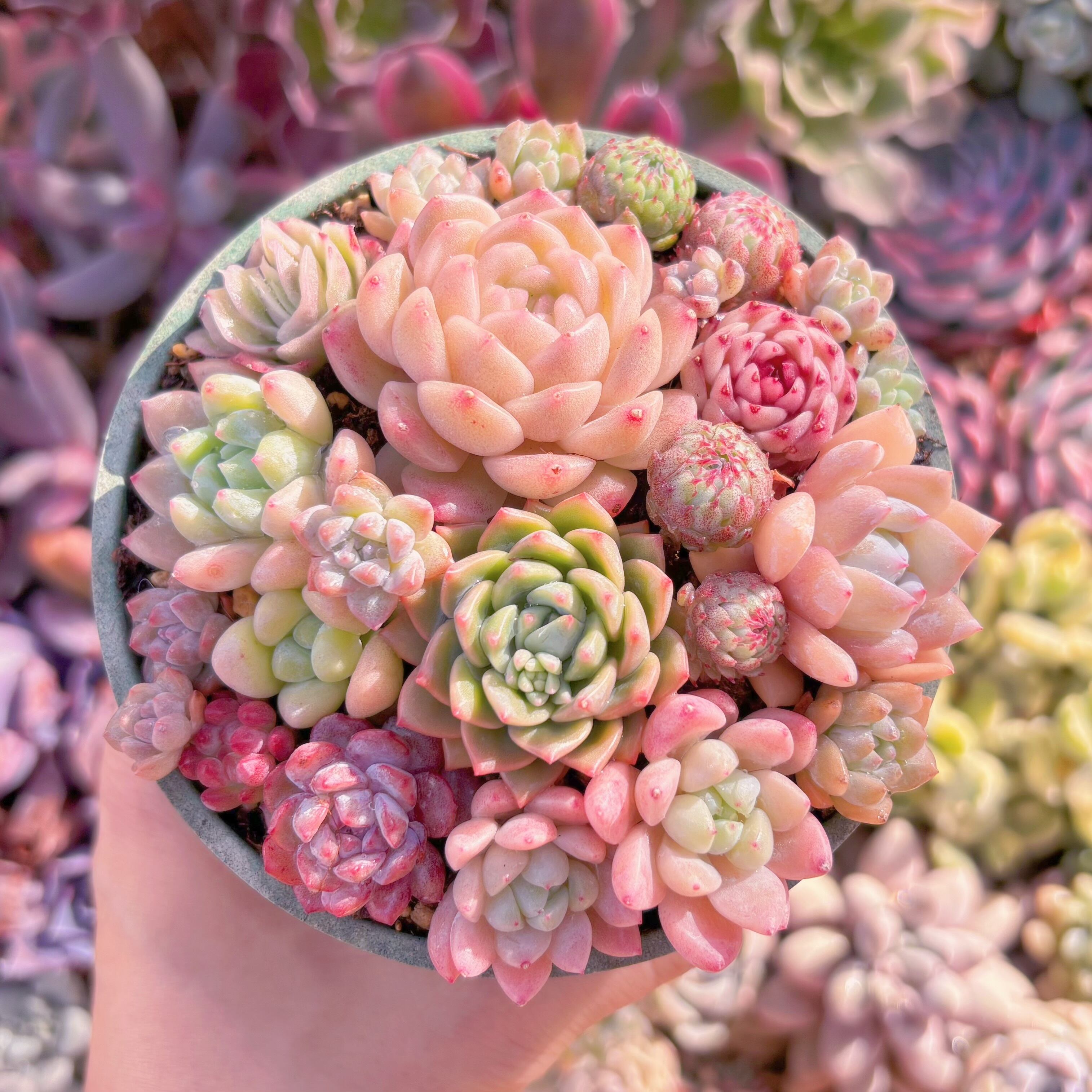 現品　寄せ植えセット#528　るる農園