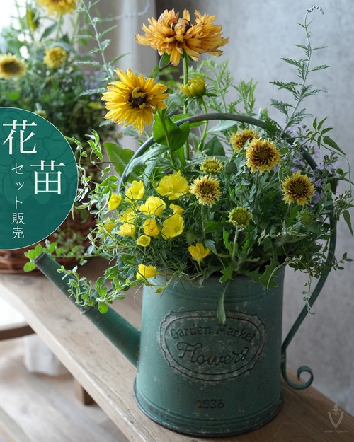 夏に強く花期が長い【花苗セット】ルドベキアキャラメルとカイラルディアスパークの花苗セット