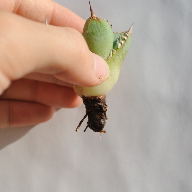 アガベ チタノタ ライトリー ホワイト ソーン セレクション No.10