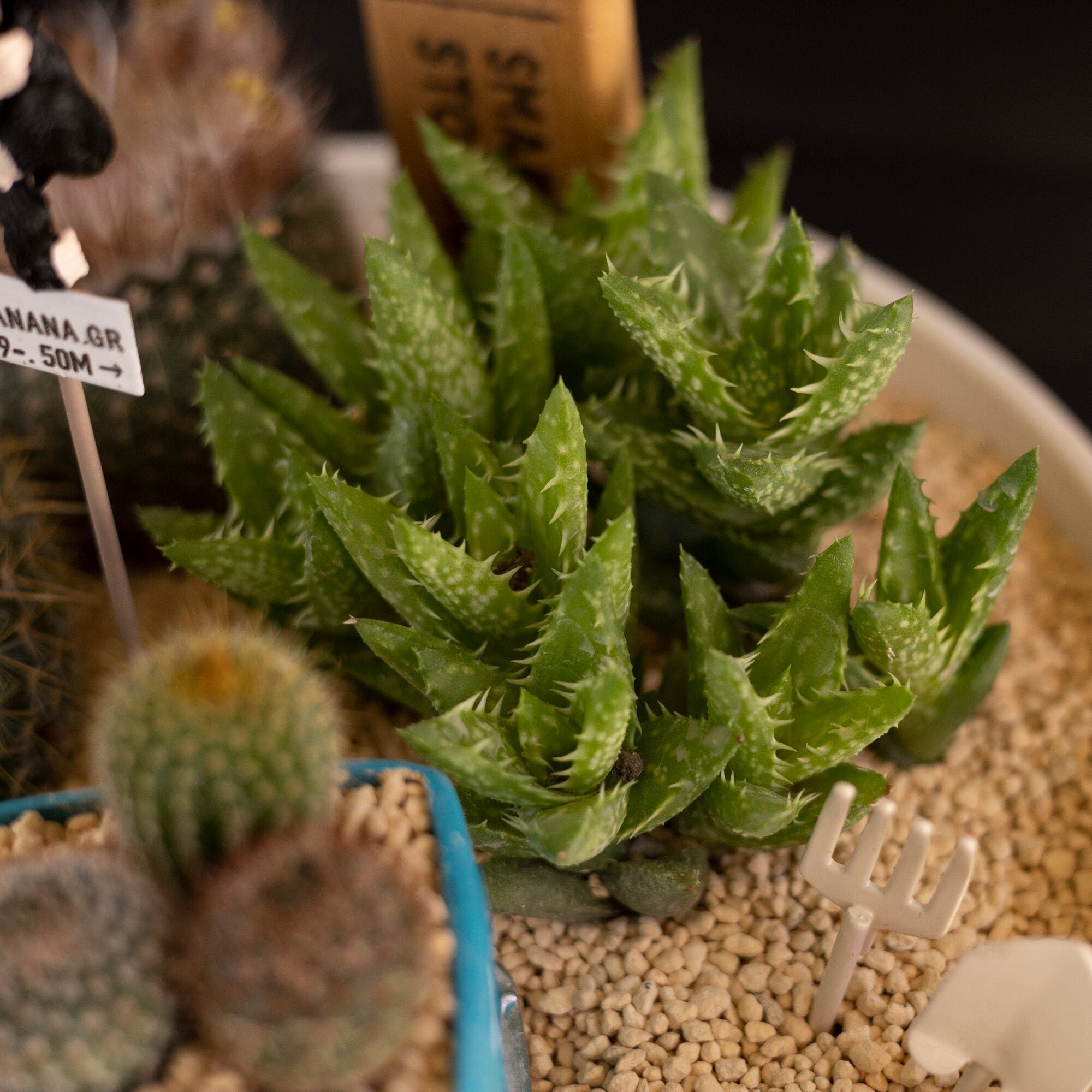 サボテン 寄せ植え 箱庭 多肉植物 ギフト 観葉植物 アロエ ミニ