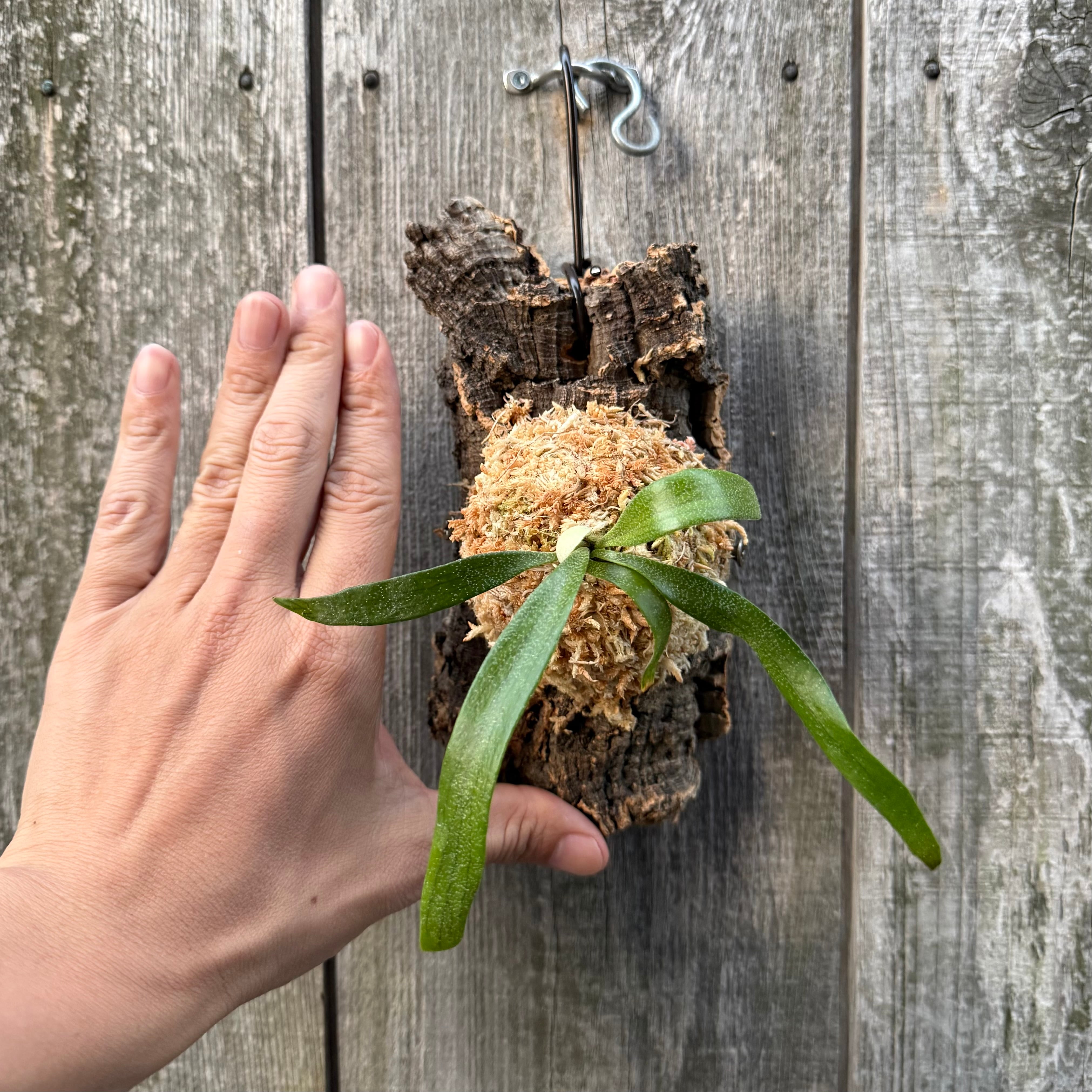 P. alcicorne dwarf (TC) | naturefix
