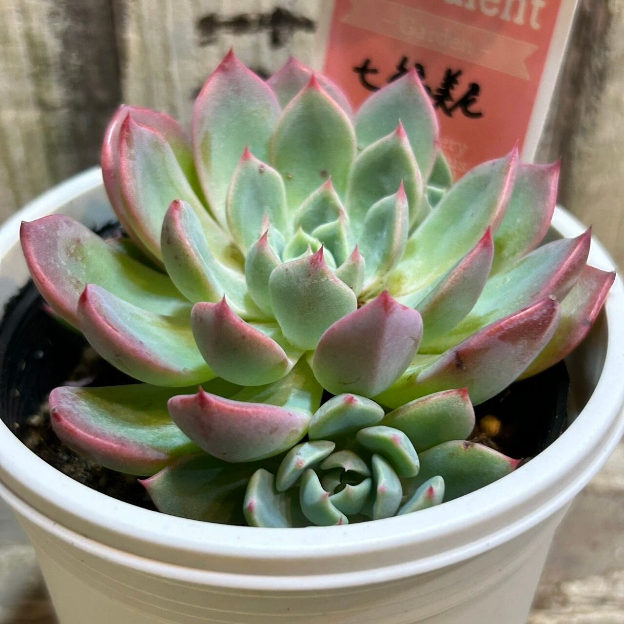 七福美尼(子株付き) | RuPo 多肉植物専門店