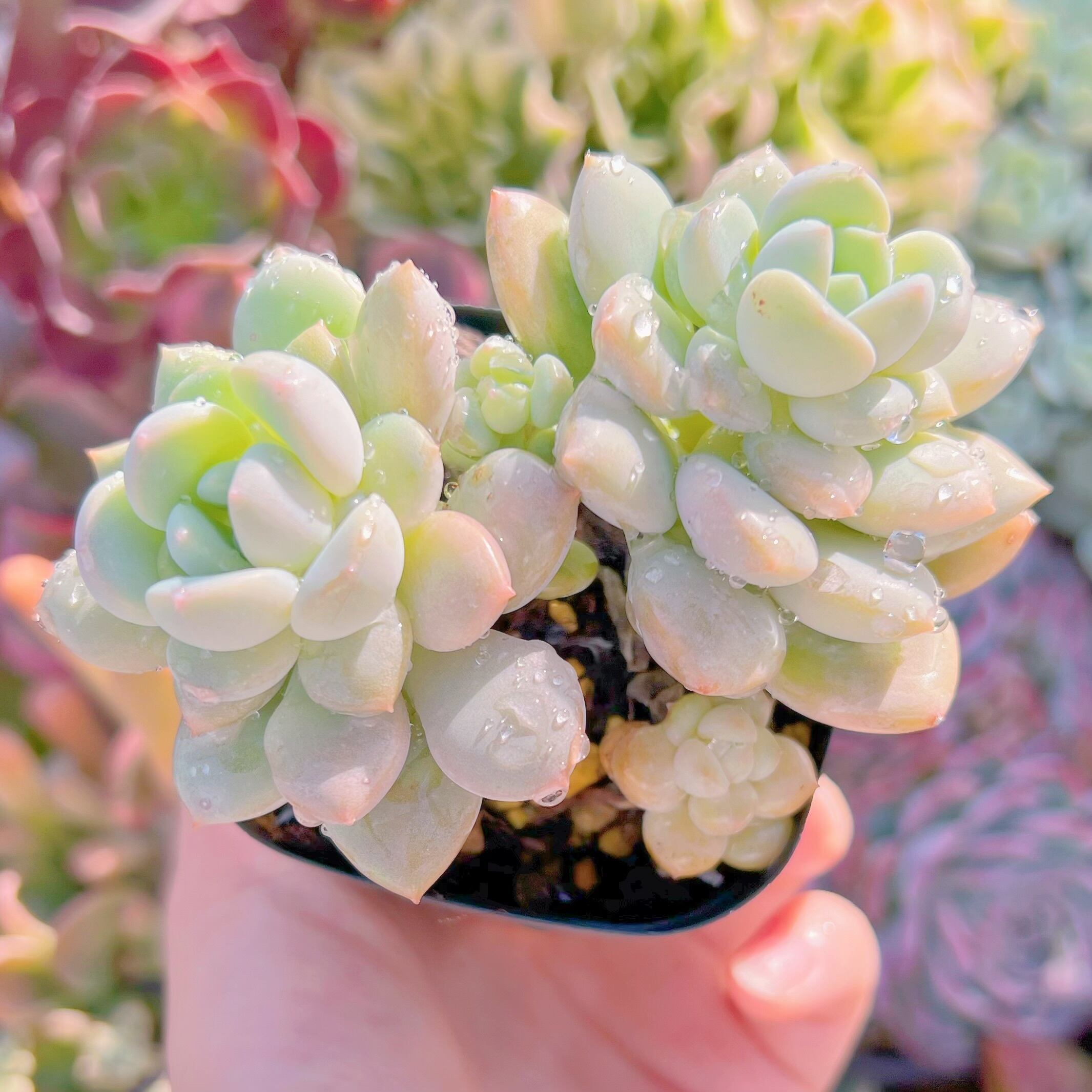 現物　多肉植物　ピーチバター#931  るる農園