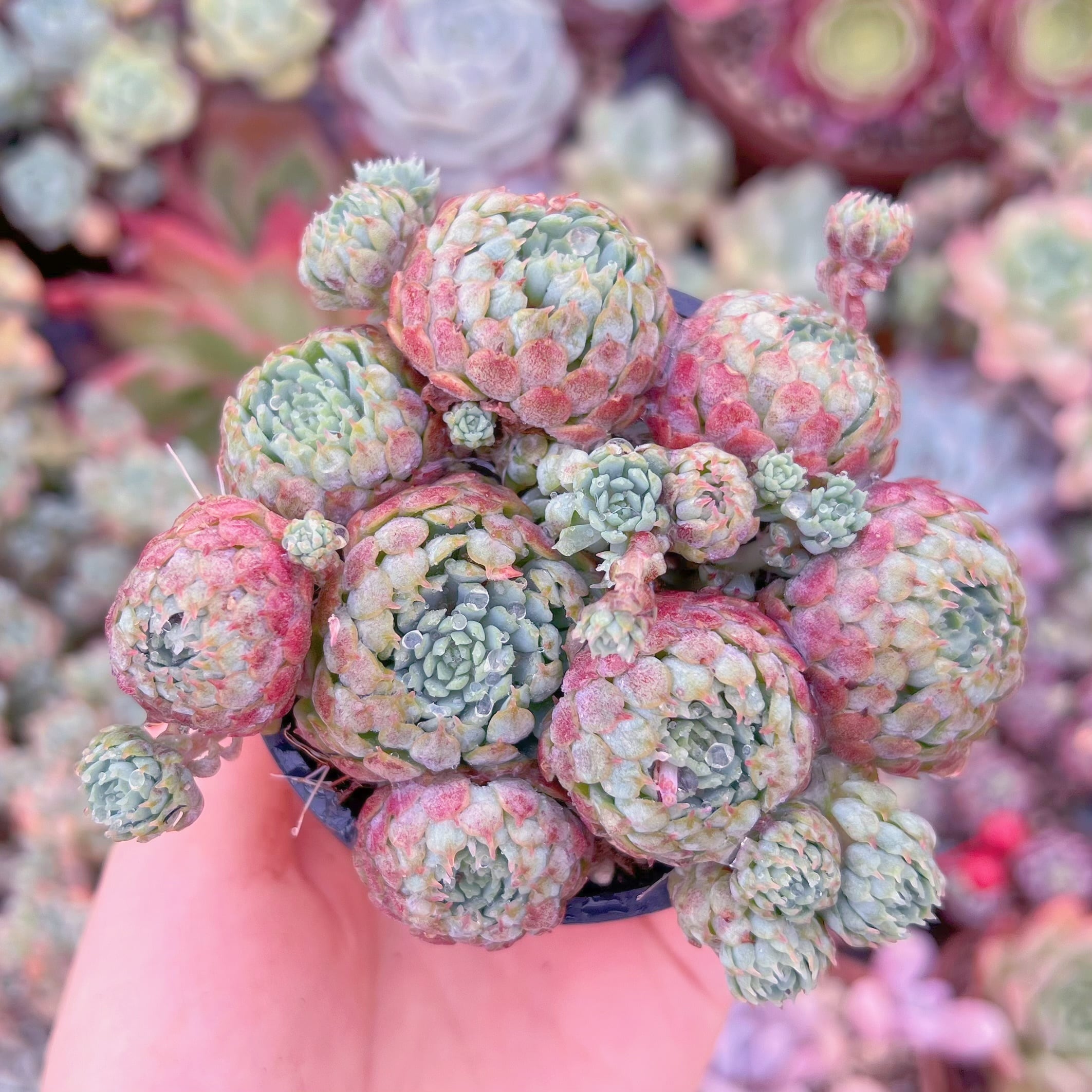 現品　グロブローサ#058　るる農園