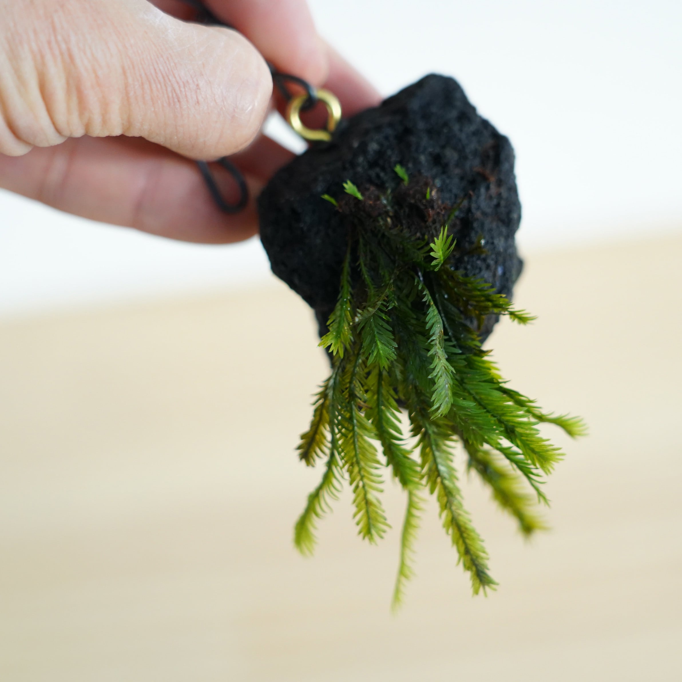 ◇現品◇吊り下げ着生苔石（ホウオウゴケ）2025.12.12 #2【容器付き