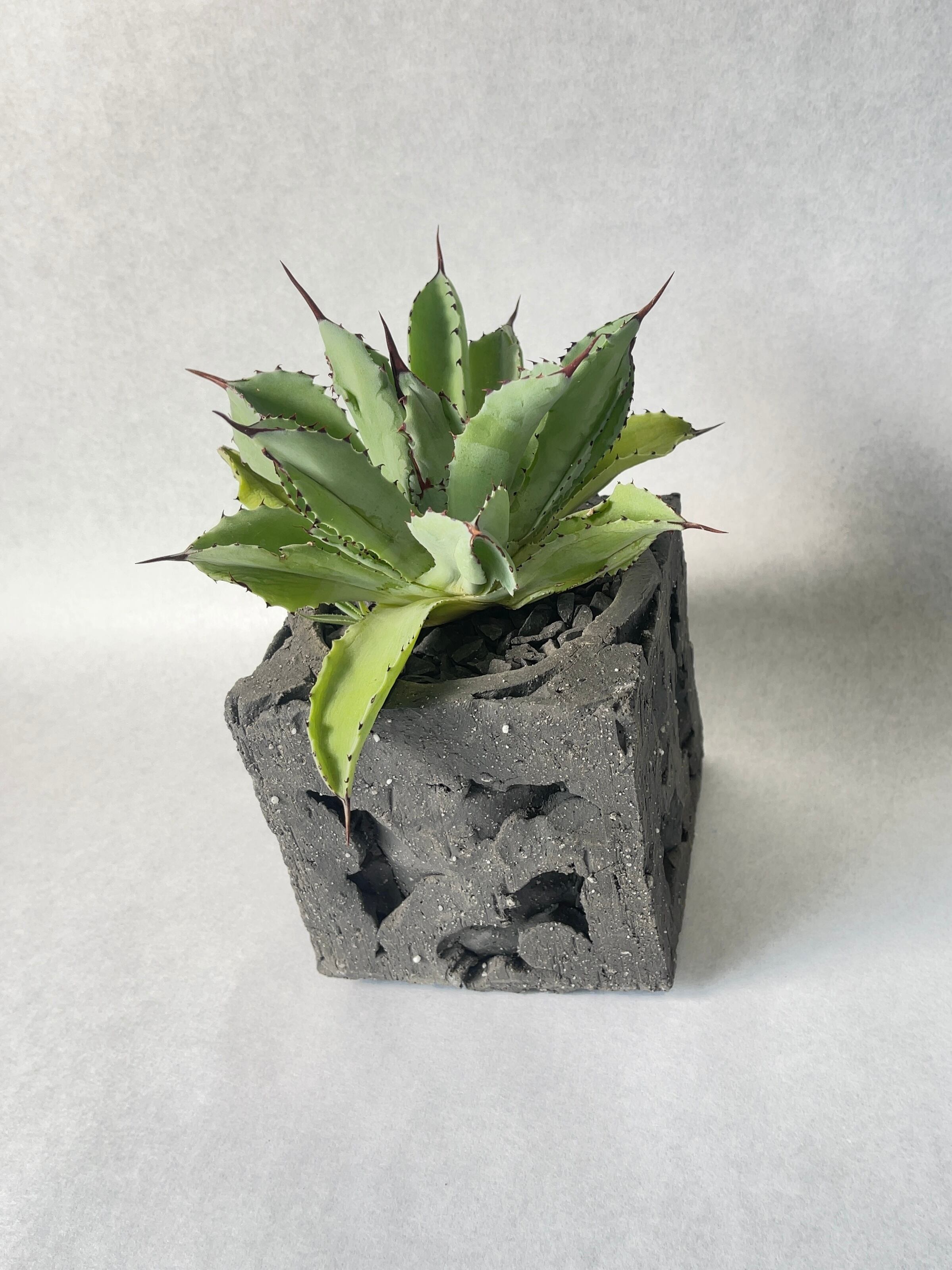 アガベ・キュービック | trigger