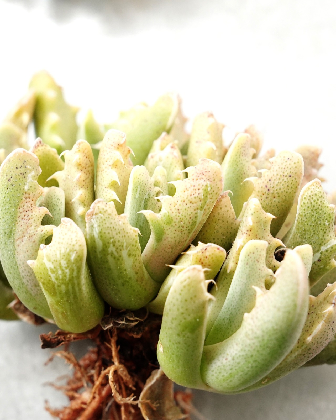 一部発根済カット苗 フォーカリア 四海波錦 L Faucaria tigrina