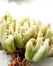 一部発根済カット苗 フォーカリア 四海波錦 L Faucaria tigrina