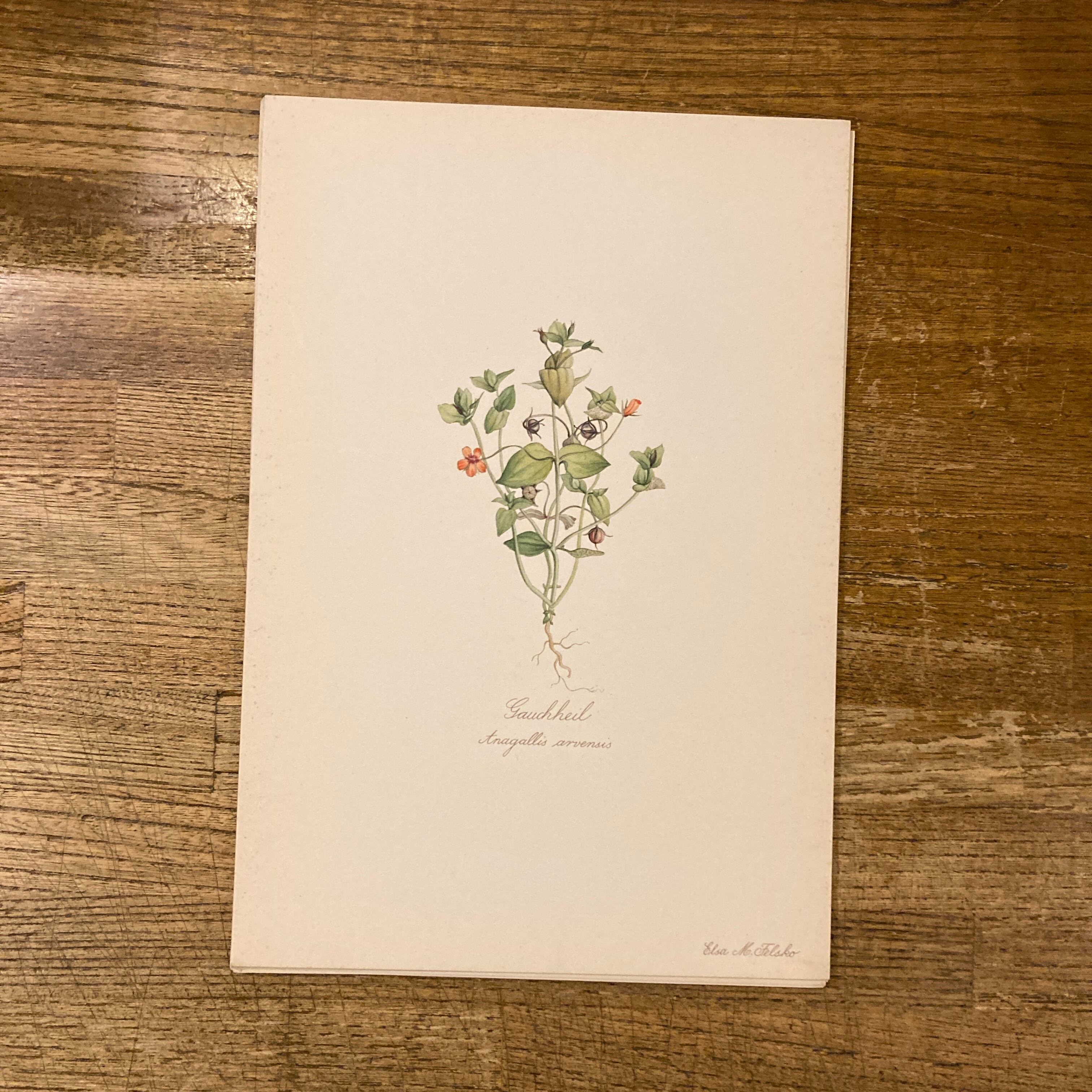 BLUMEN ATLAS / Elsa M. Felsko、Herausgegeben unter Mitwirkung des