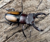 【WD】《パリーミヤマクワガタ 37mm ♂赤タイプ ペア》