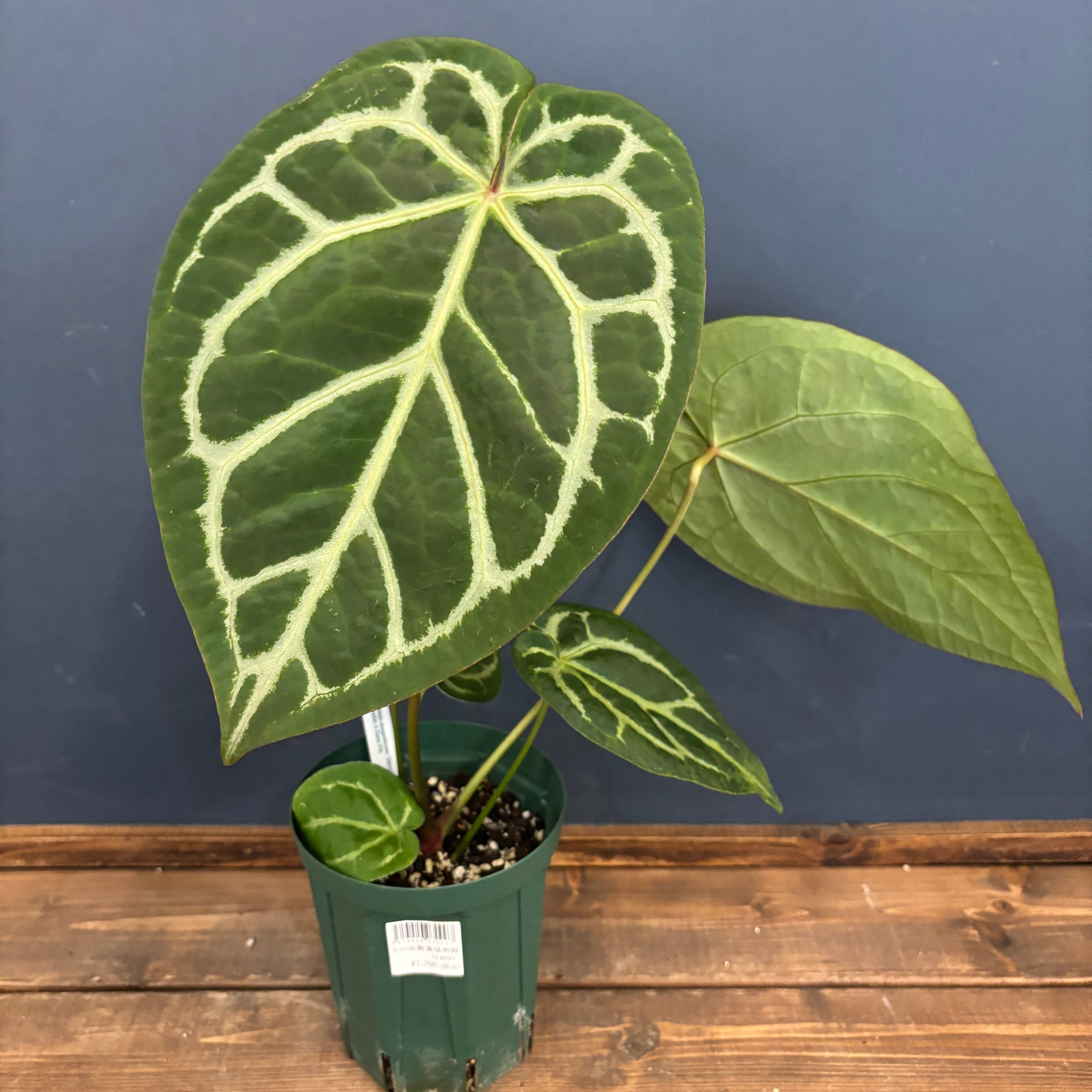 P.coronarium Philippines Dwarf/コロナリウム・フィリピネス