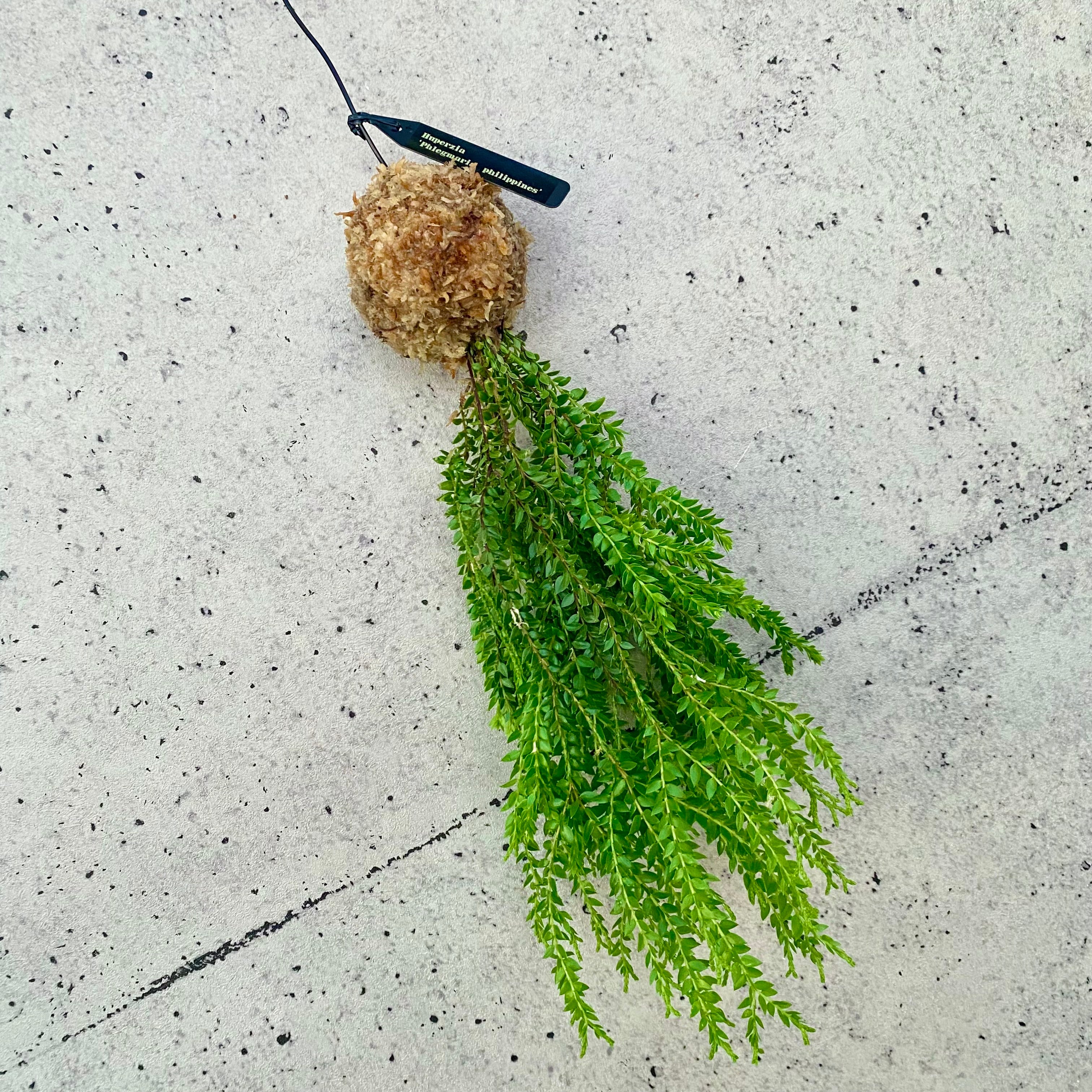 シダ | Planet Plants プラネットプランツ