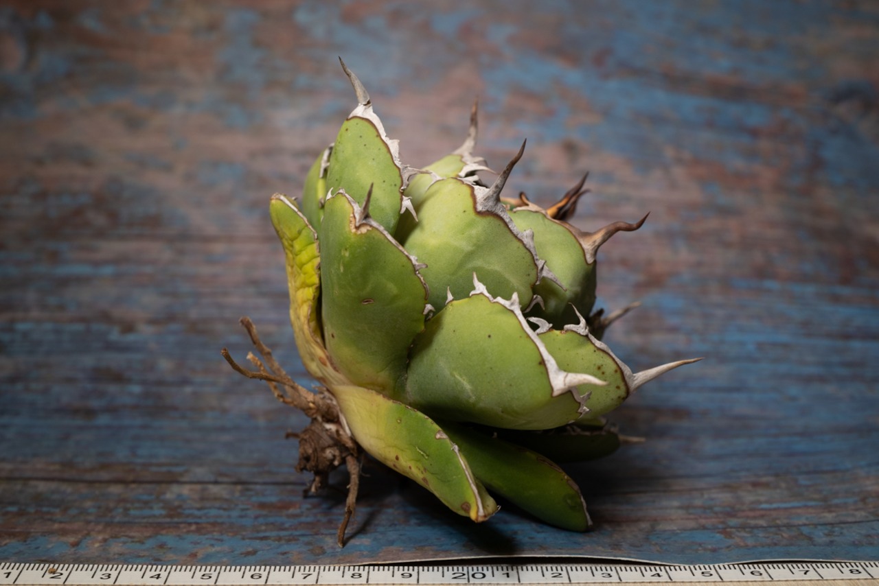 アガベ チタノタ ノーネーム⑥ 画像3